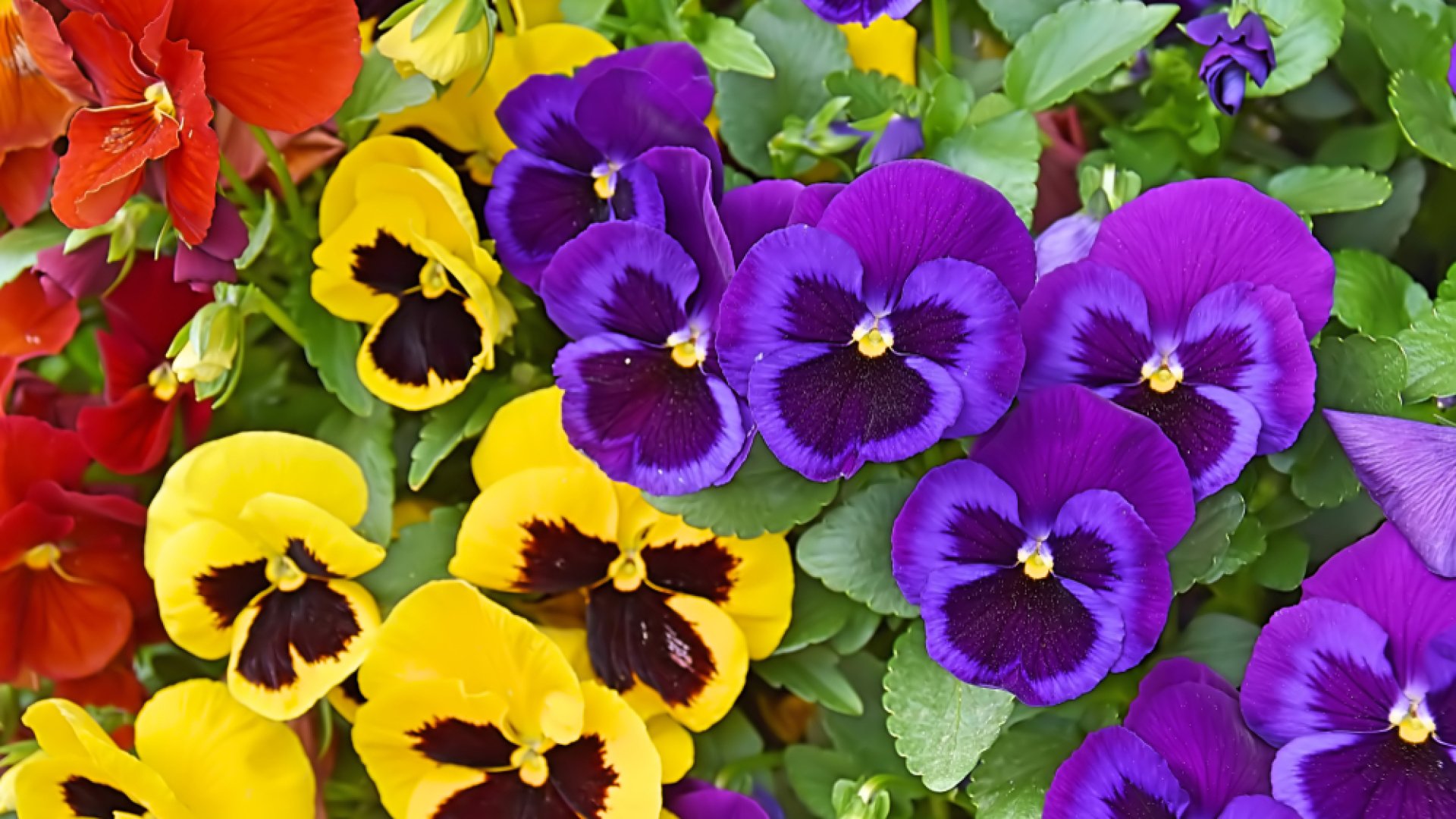 Árvácska augusztusi vetés