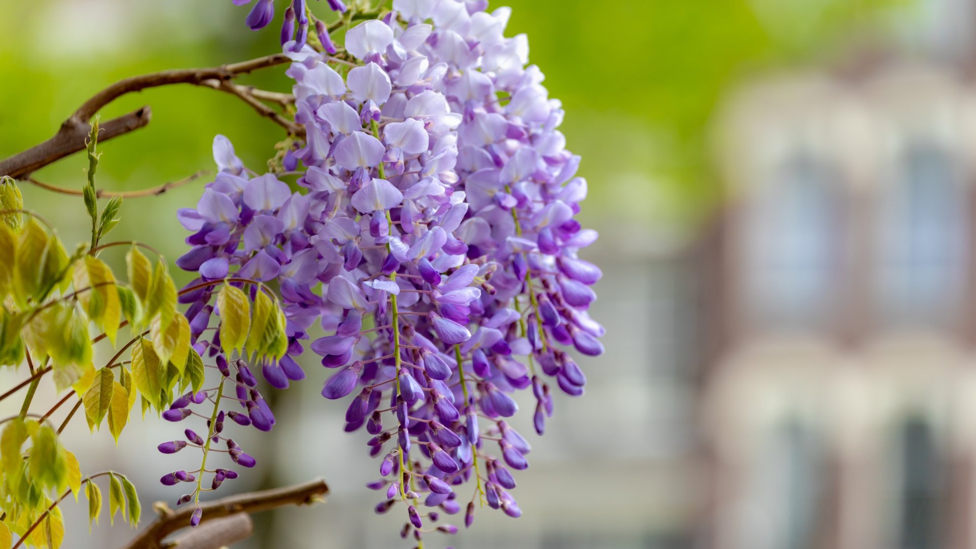 Miért nem virágzik a lilaakácom? - Nézd meg kertészeink tippjeit