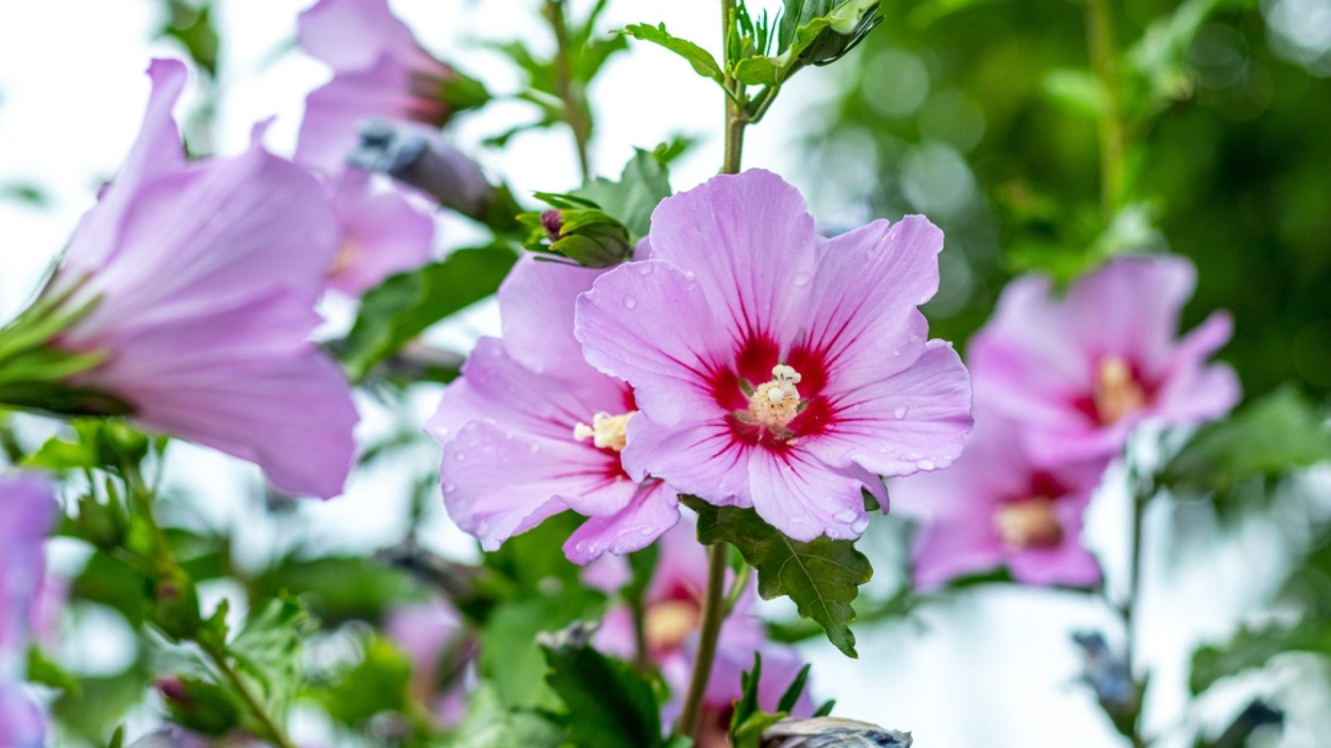 A hibiszkusz augusztusi gondozása: lassan készülhetünk a metszésre is A hibiszkusz augusztusi gondozása: lassan készülhetünk a metszésre is