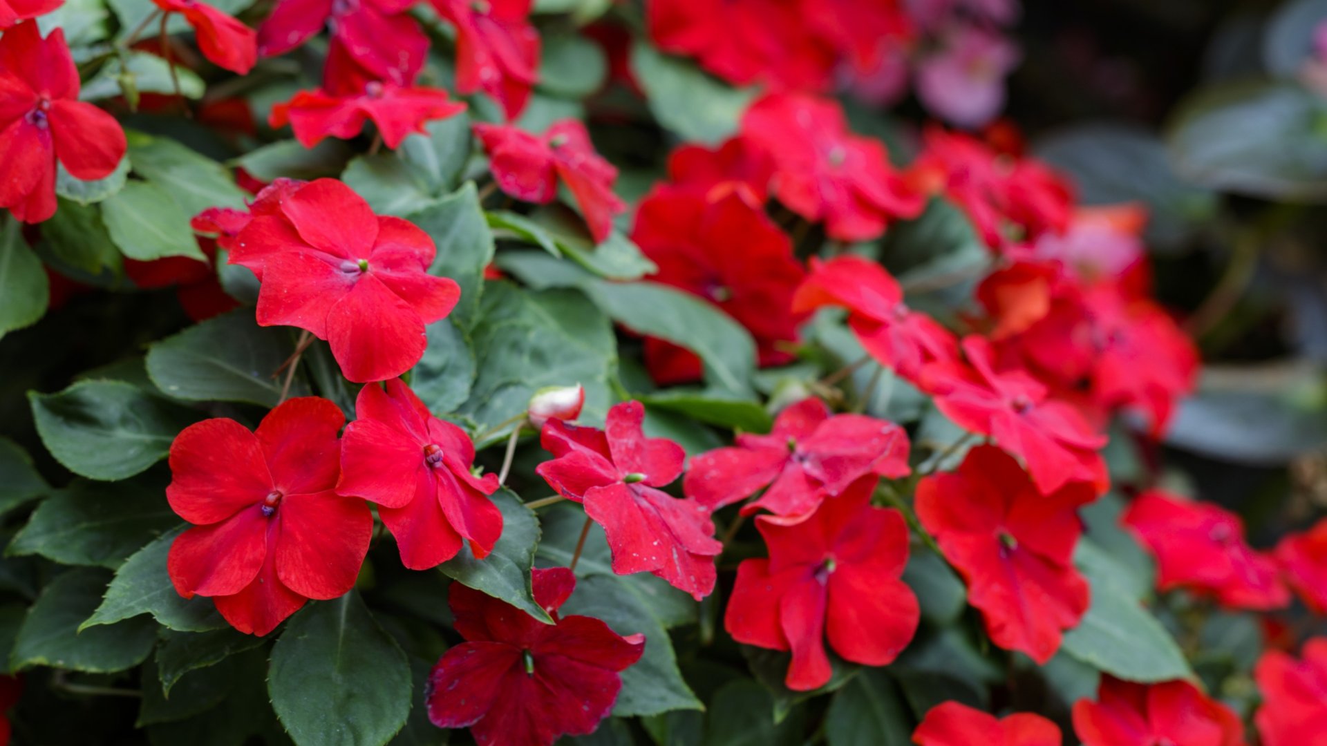 Miért sárgul be a nebáncsvirág levele? Válasz és tippek, hogy egészséges maradjon