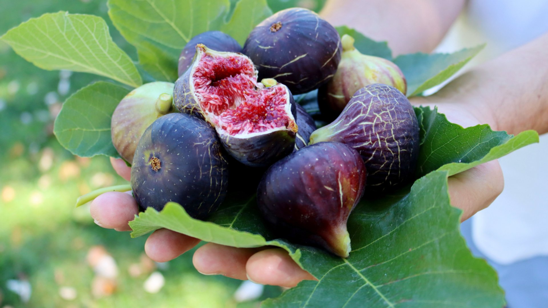 Nemcsak finom, hanem egészséges is - A füge jótékony hatásai Nemcsak finom, hanem egészséges is - A füge jótékony hatásai