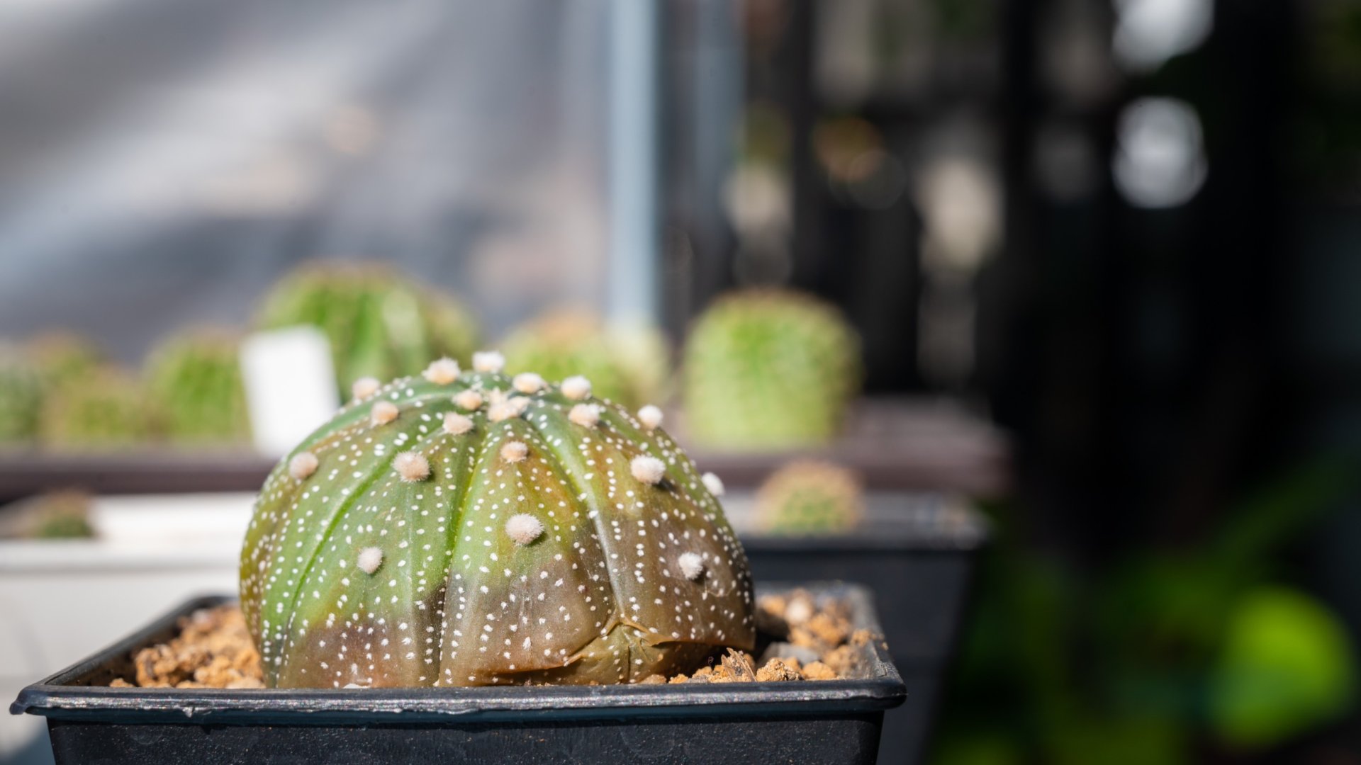 Miért barnul be a kaktuszom? - A kaktuszok betegségeinek okai