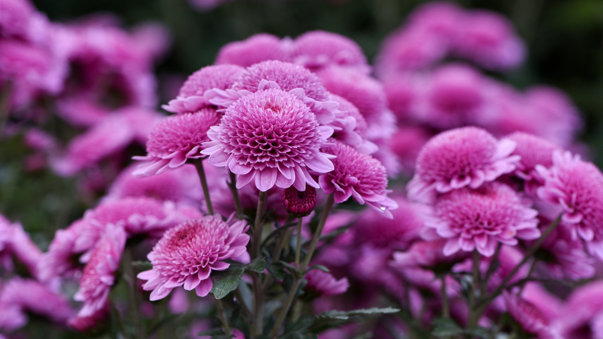 Krizantémok a virágoskertben - Útmutató ezekhez a csodás virágok gondozásához