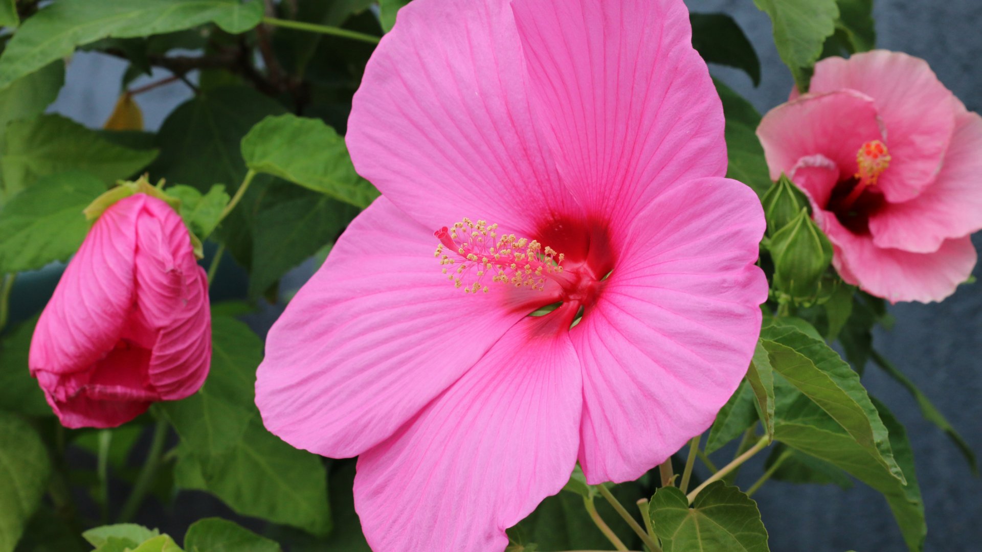 mocsári hibiszkusz