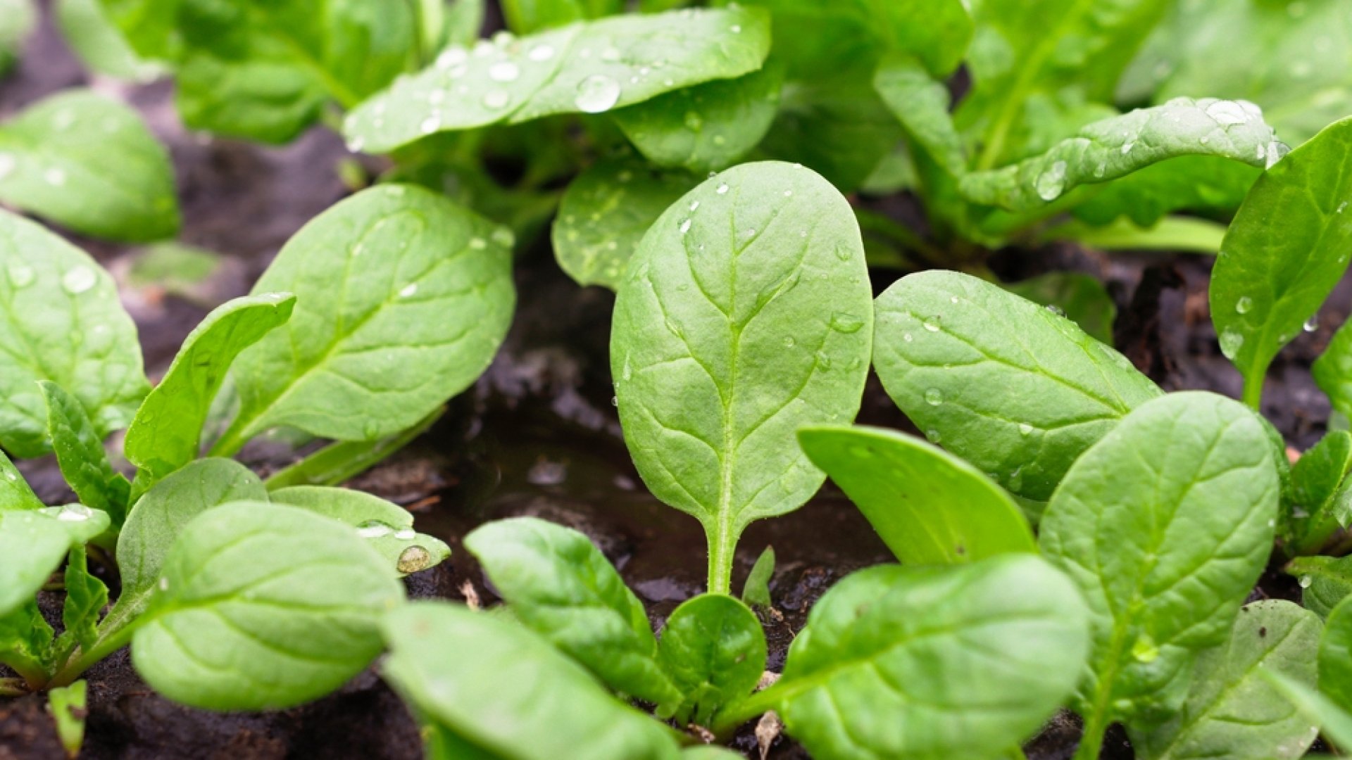 Spenót termesztése