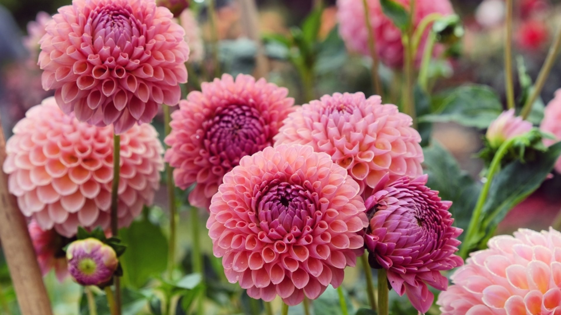 Így tündököljön nyáron a dáliád: gondozási tippek a szépséges virágokért