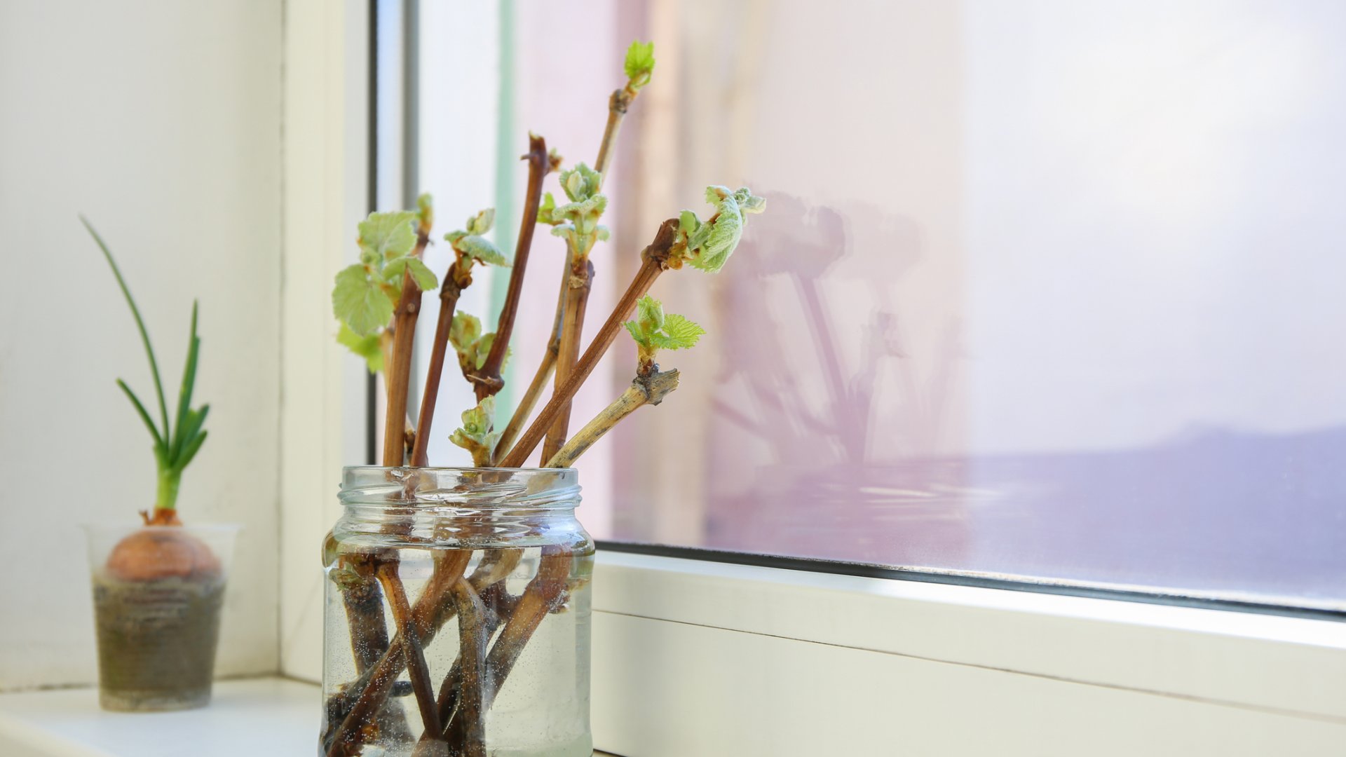 Dugványozás egyszerűen: a legjobb módszer a növények szaporítására