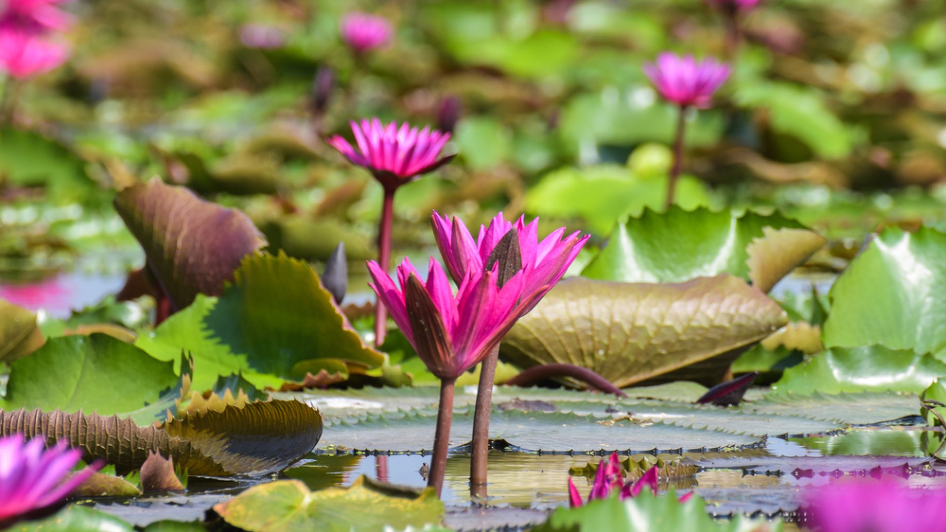 Teljesen rózsaszínbe borult: Lótusznapokon a szegedi egyetemi füvészkertben