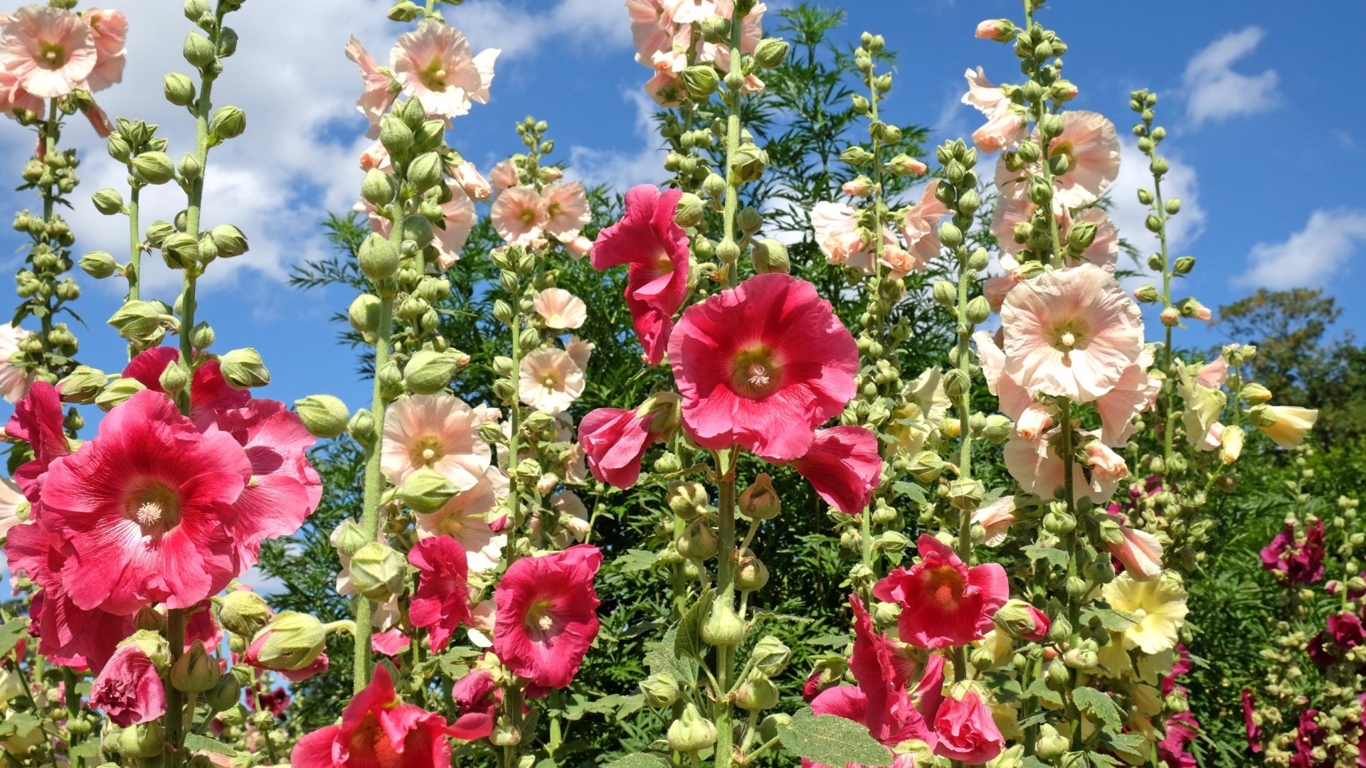 Hogyan ültessük, neveljük és gondozzuk az Alceát (hollyhocks)