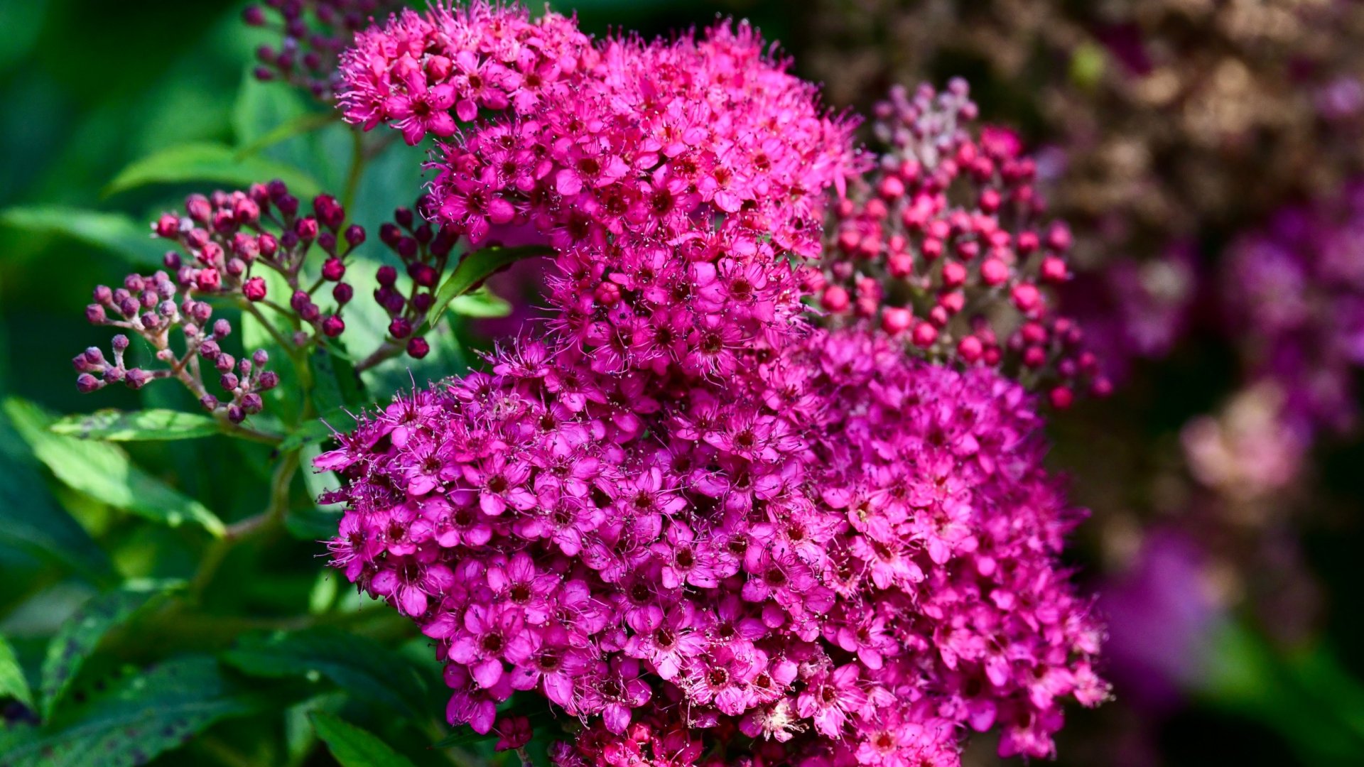 A gyöngyvessző (Spirea japonica) gondozása - Tippek ültetéshez, gondozáshoz, szaporításhoz