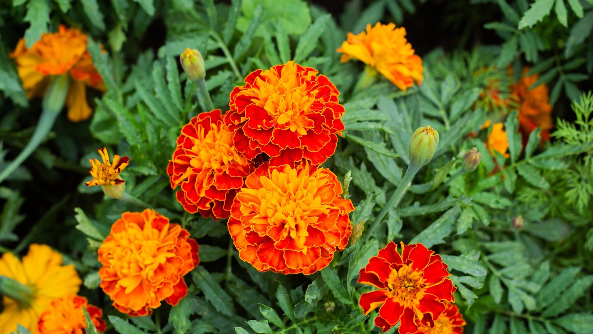 A büdöske tényleg távol tartja a bogarakat?