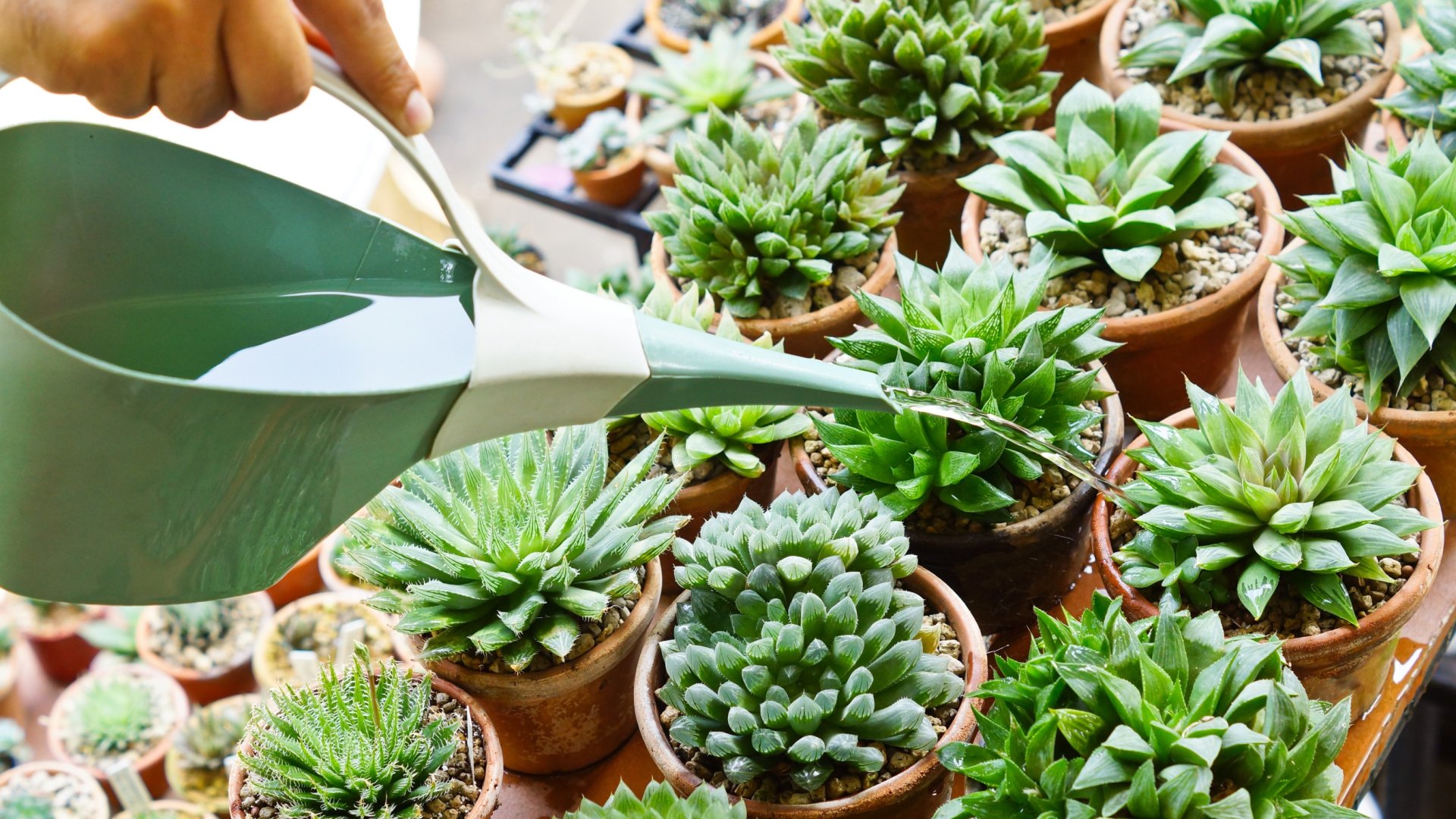 Hogyan öntözzünk egy kaktuszt – és mitől megy tönkre a leggyorsabban