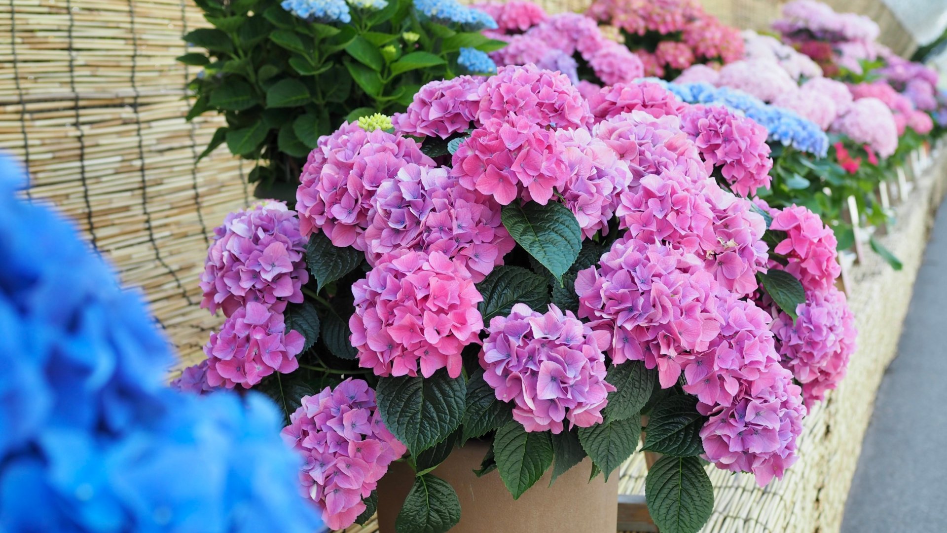 A hortenzia szárazságtűrő? Szakértői tanácsok arra vonatkozóan, hogy képesek-e boldogulni száraz körülmények között