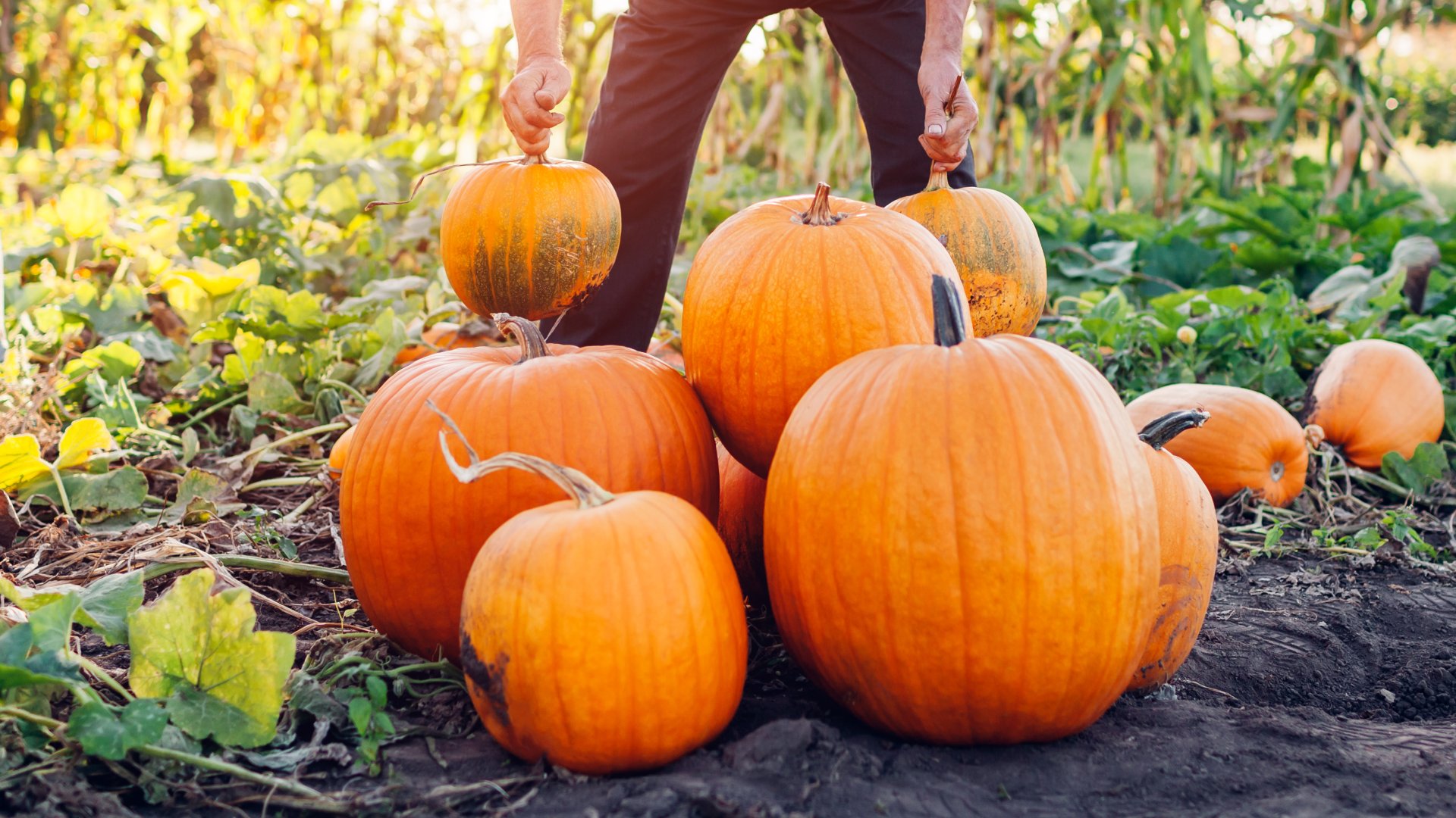  Sütőtök ültetési szezonra fel! Így gondozd őket a gigantikus termésért!