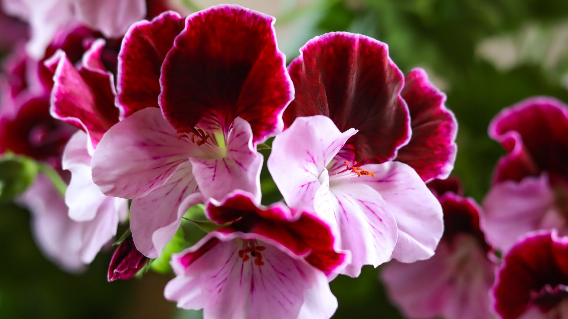 A muskátlik legszebb fajtája: A Geránium ültetése és gondozása