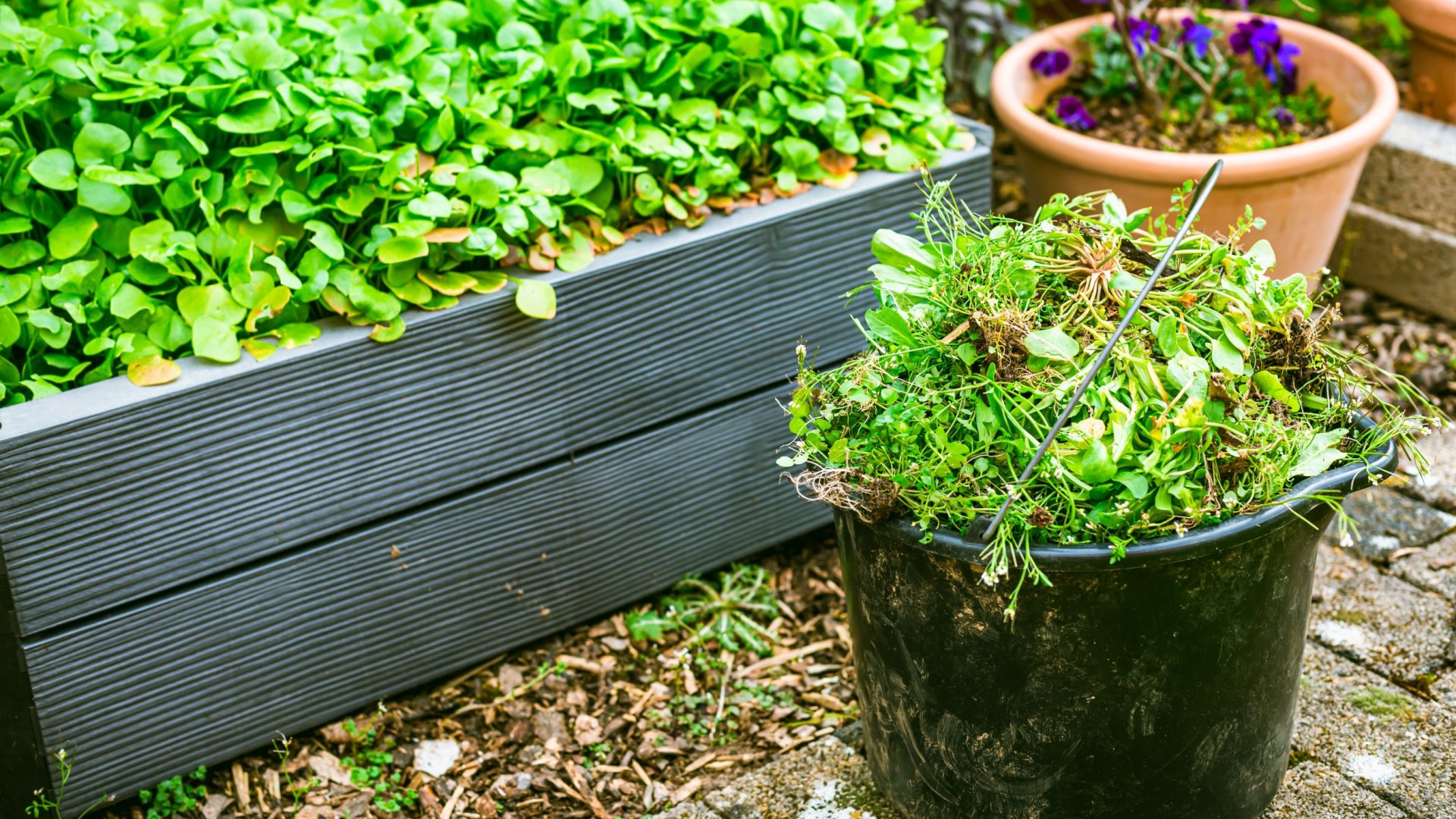 Így írthatod ki a gyomokat a virágok közül - Hatékony és biztonságos megoldások a virágágyás szépségéért