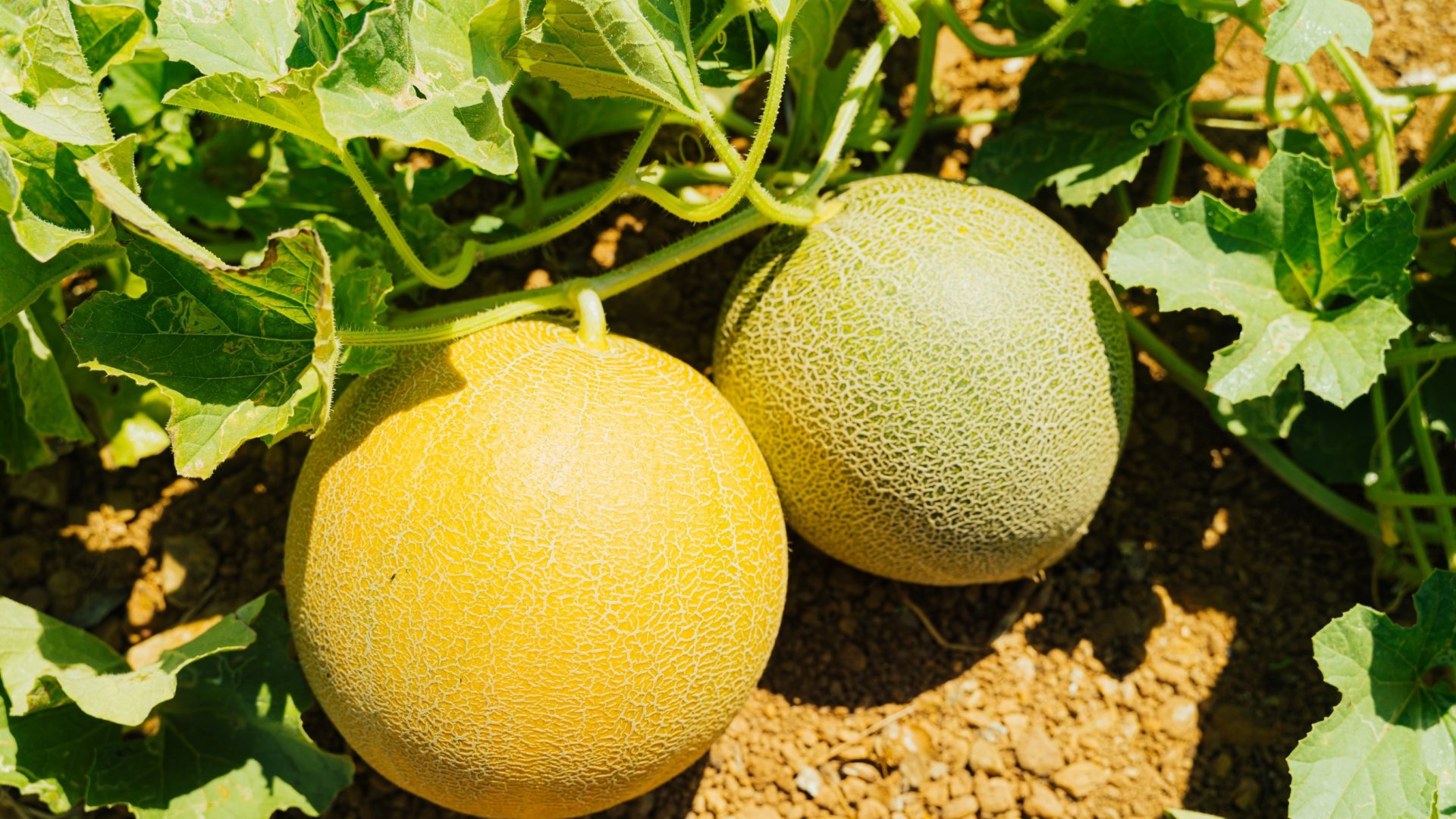 Termessz tökéletes sárgadinnyét! - 5 Varázslatos Tipp a Tökéletes Érettség Megállapításához és Betakarításhoz! Termessz tökéletes sárgadinnyét! - 5 Varázslatos Tipp a Tökéletes Érettség Megállapításához és Betakarításhoz!