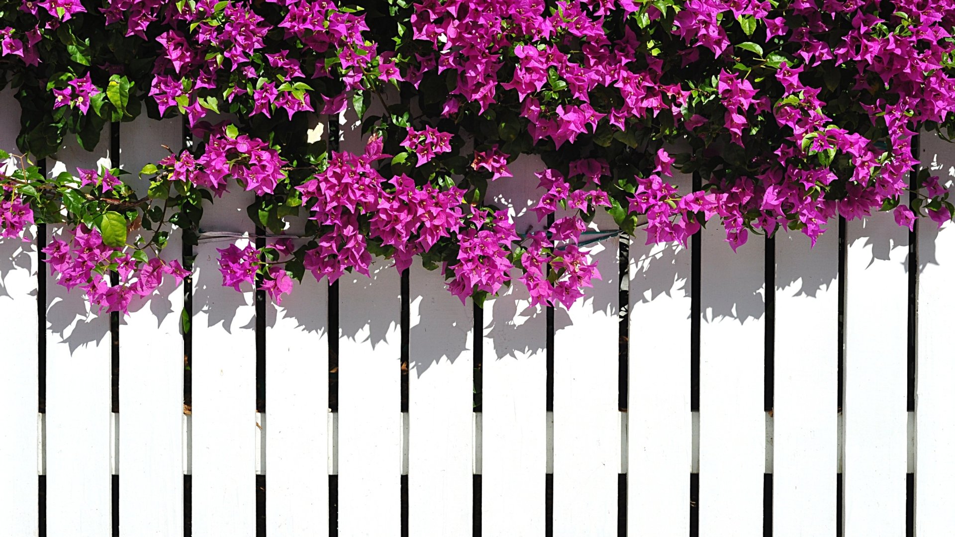 A legjobb kerítés takaró növények - 10 csodaszép megoldás a kerítések benövesztésére