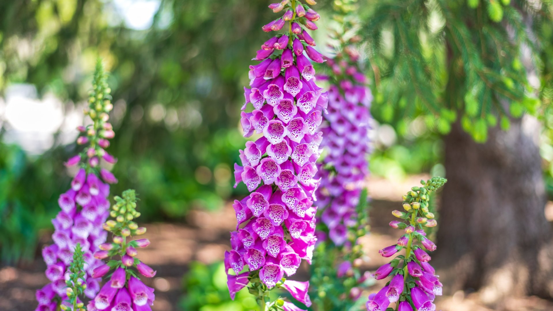 Mik azok a kétnyári növények? - Útmutató a legjobb kétéves fajtákról és termesztésükről