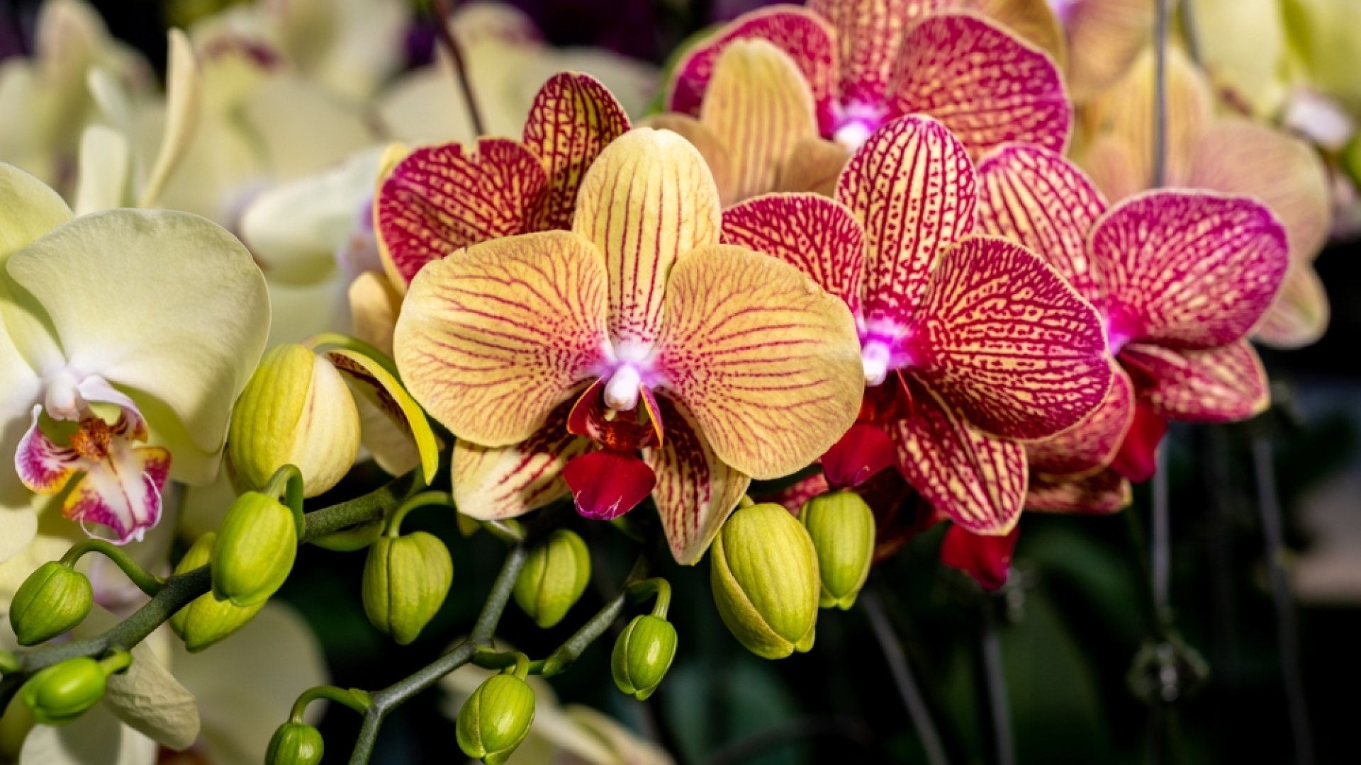 Így gondozd az orchideát nyáron: Tippek, hogy nyáron is szép legyen az orchideád Így gondozd az orchideát nyáron: Tippek, hogy nyáron is szép legyen az orchideád