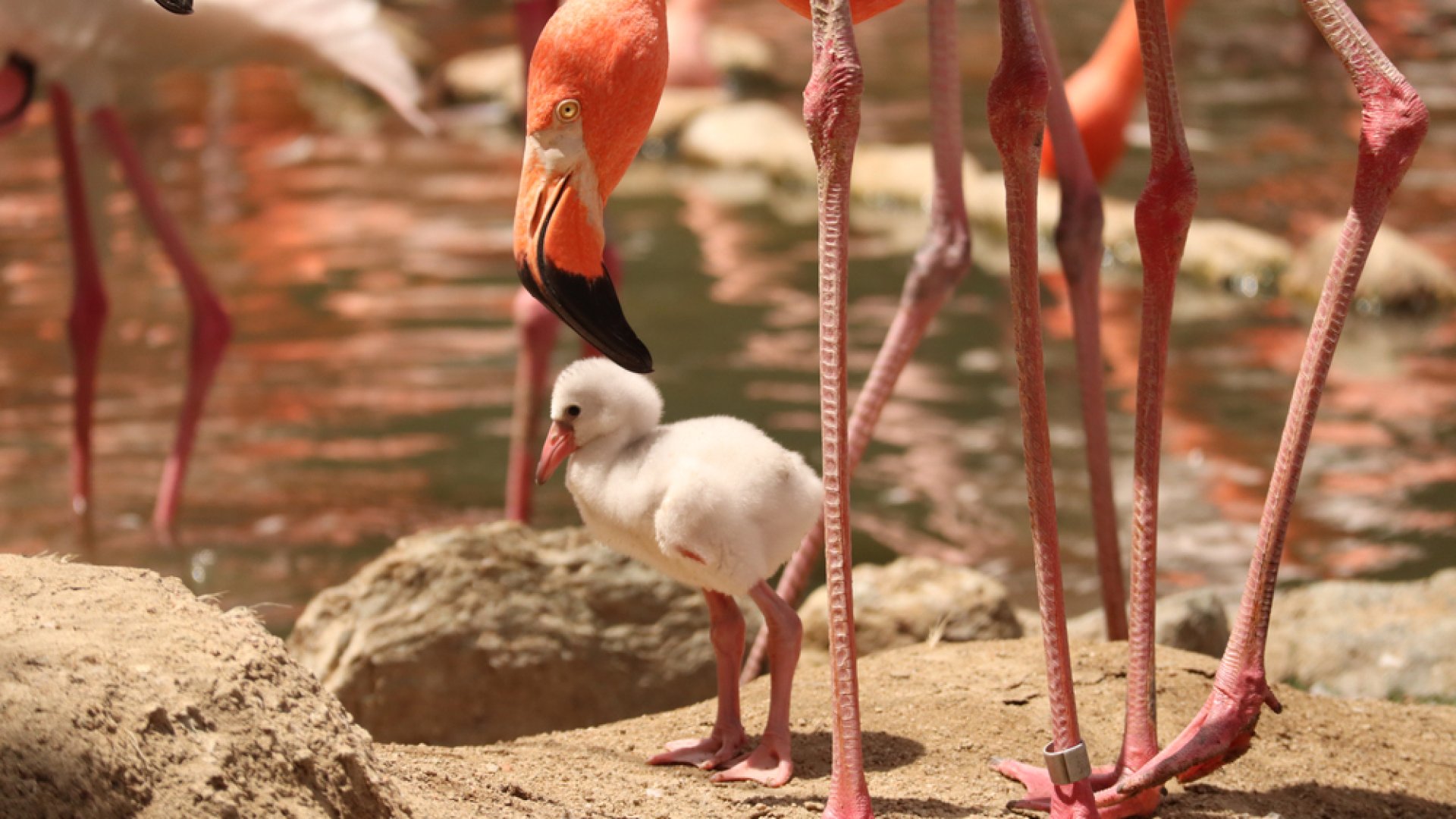 Egymás után kelnek ki a flamingófiókák a budapesti állatkertben Egymás után kelnek ki a flamingófiókák a budapesti állatkertben