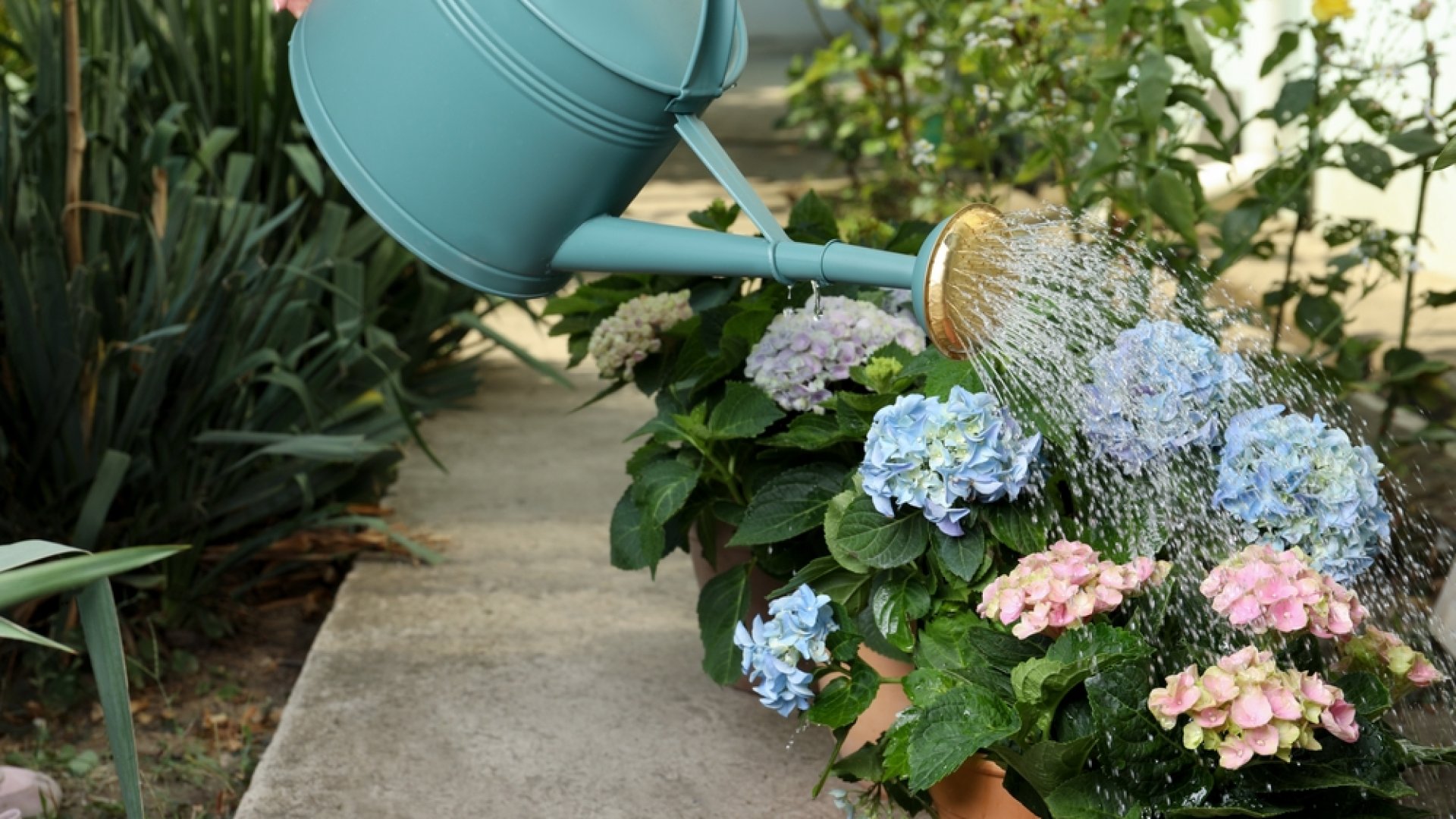 A hortenzia nyári locsolásának titka, amit sok kertész elront