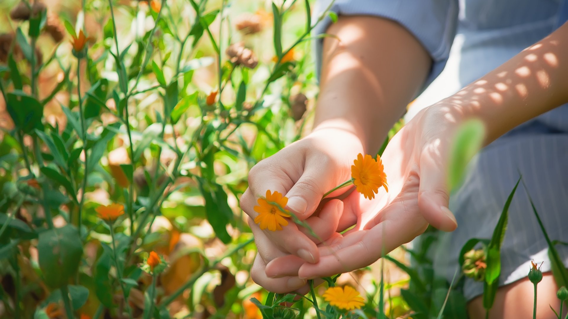 Hogyan ültessünk és gondozzunk körömvirágot - A ragyogó színű és gyönyörű virágokat hozó növény