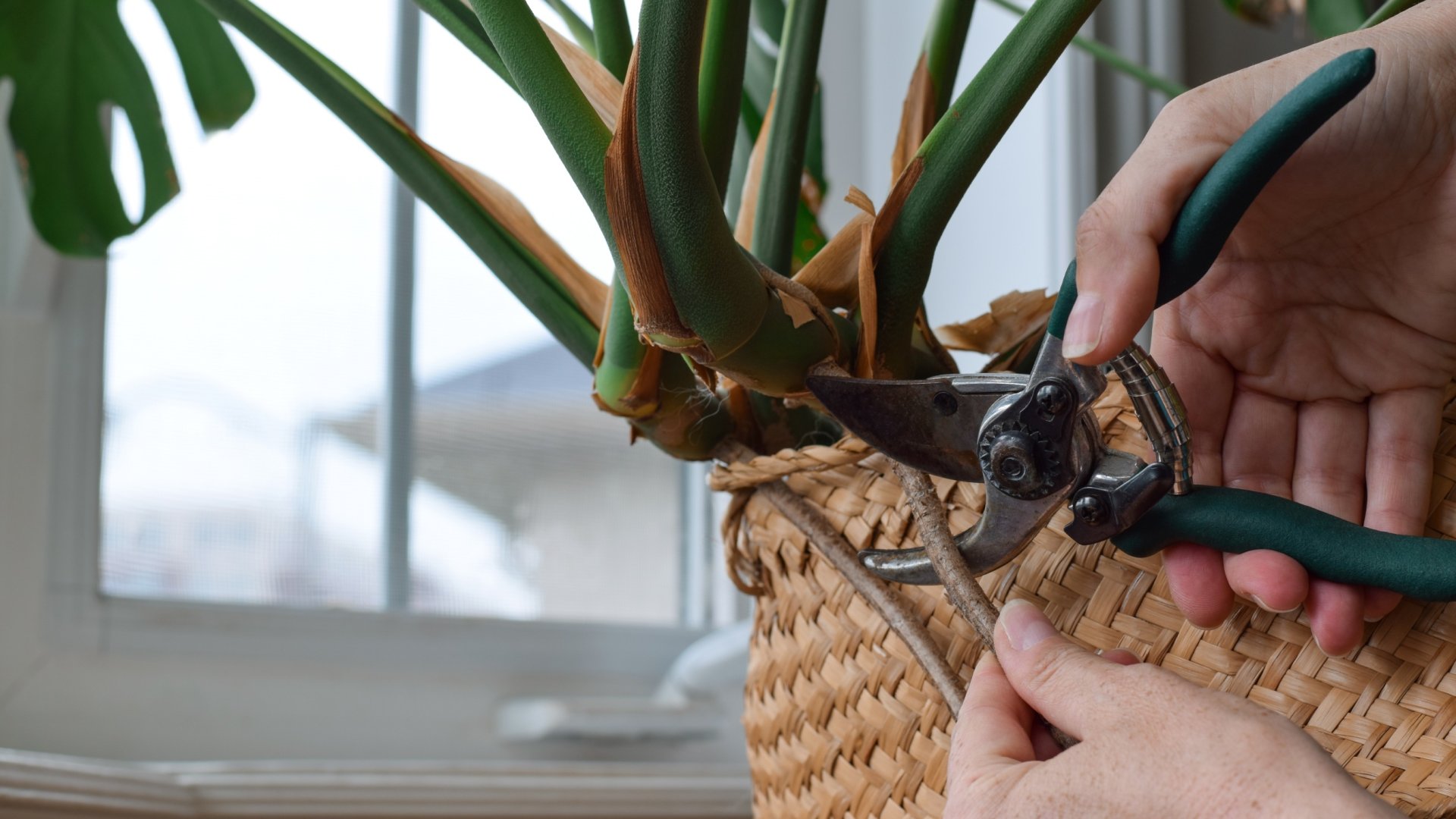 Hogyan kell metszeni a könnyezőpálmát, azaz a Monstera-t?