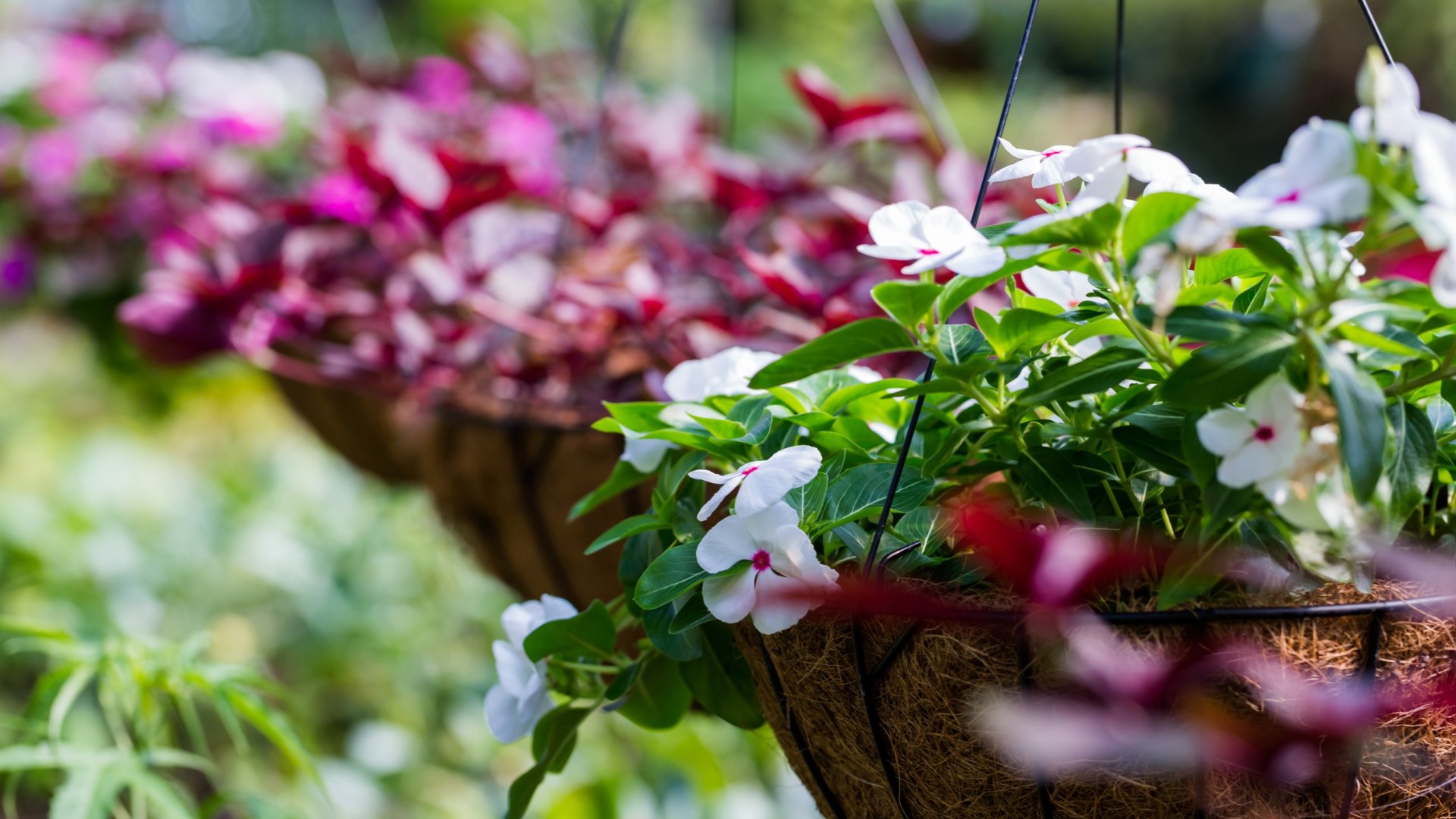 Milyen gyakran kell öntözni a függő kaspókat? – Olvasd el legjobb öntözési tippjeinket