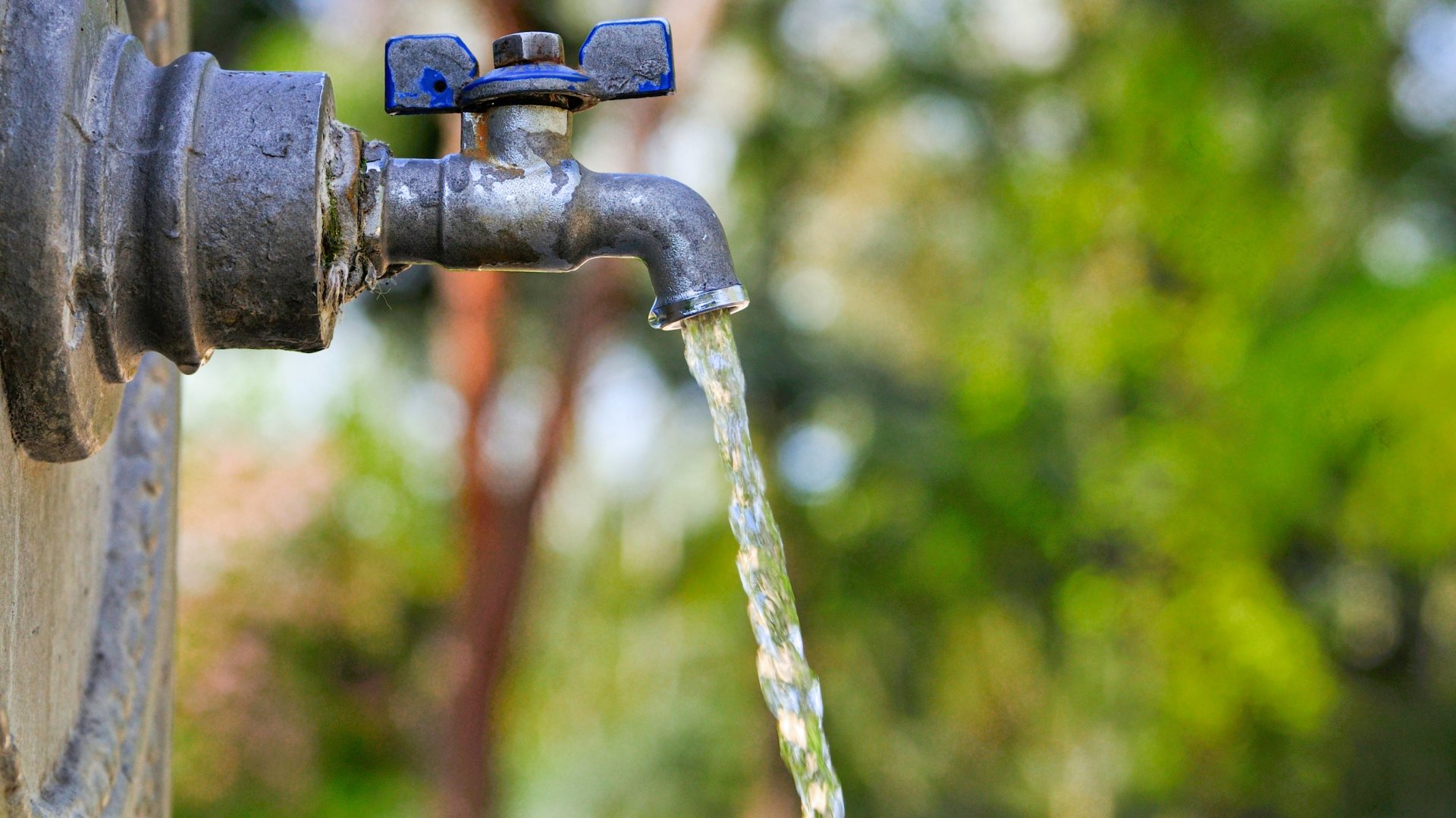 Szabad-e locsolni desztillált vízzel? - Erre figyelj locsoláskor