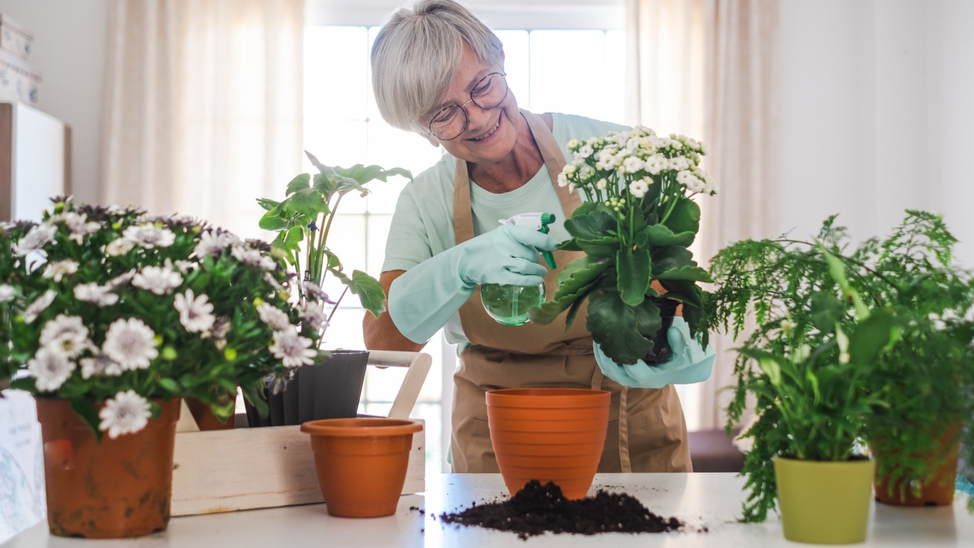Szobanövények gondozása nyáron – 5 tipp a növények virágzásának megőrzéséhez a kánikulában