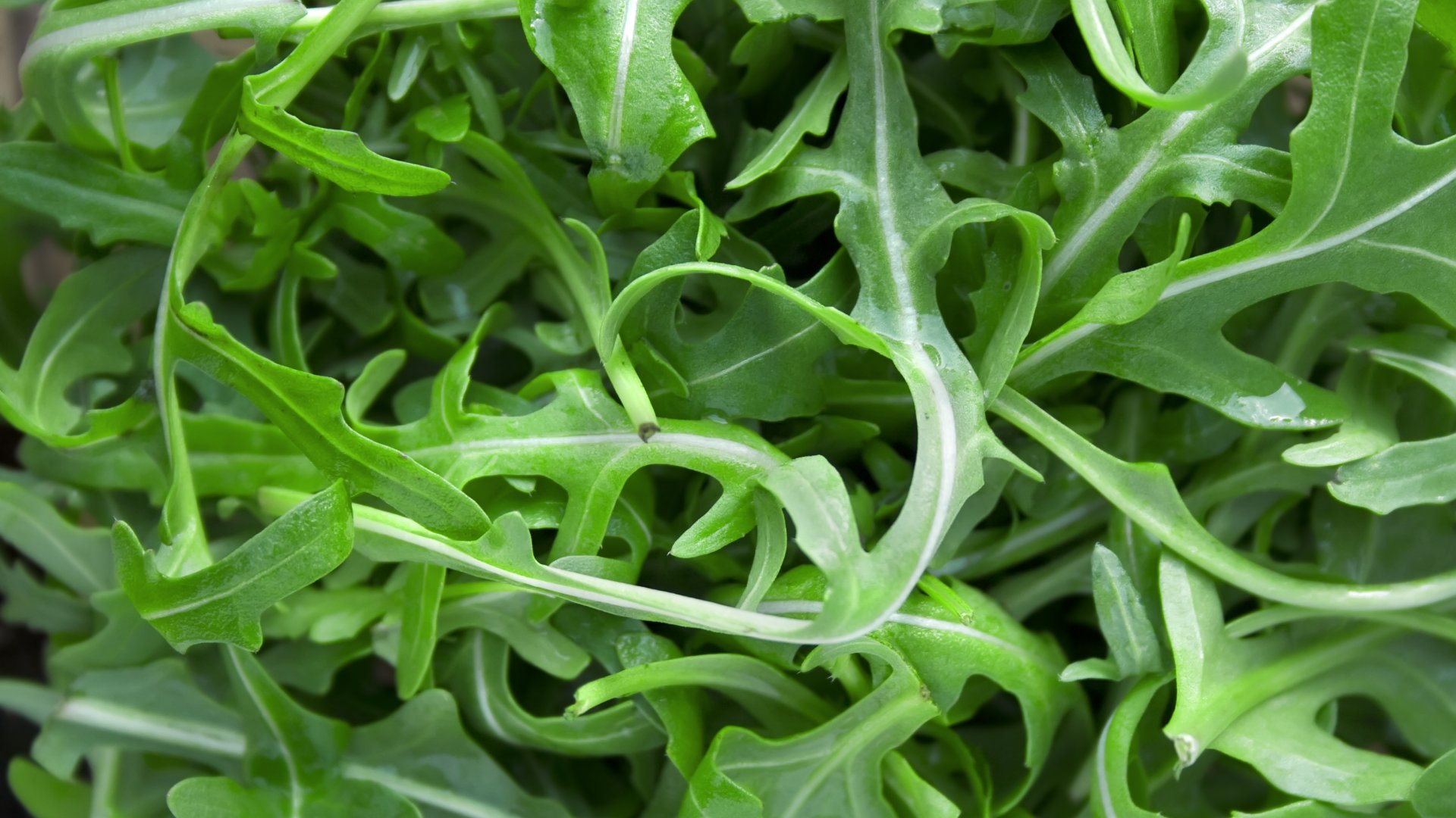 Hogyan kell betakarítani a rukkolát, hogy újrateremjen?