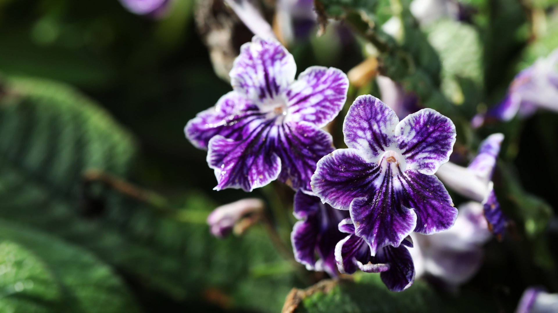 10 Szobanövény, amelyek egész évben virágba borítják otthonod!