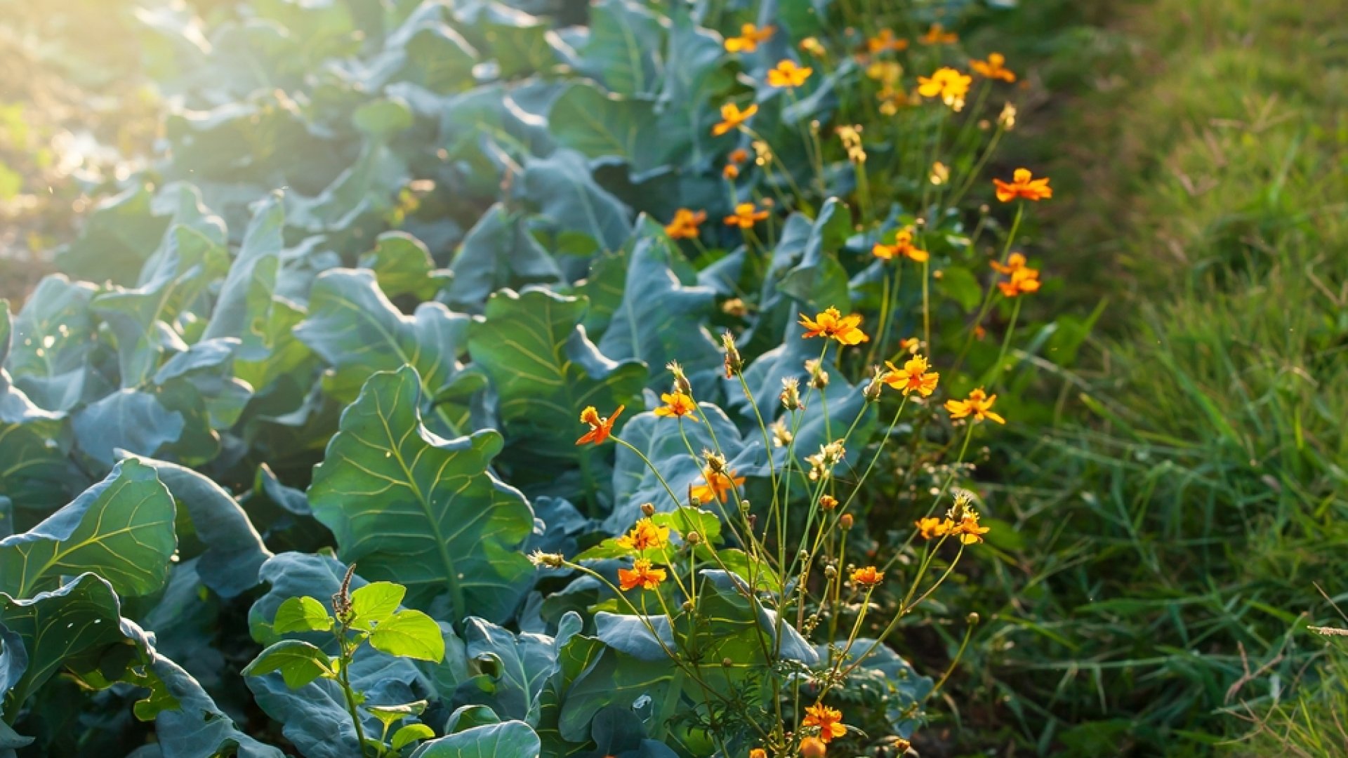 Virágok a veteményeskertbe: ezek a virágok elősegítik a több termést