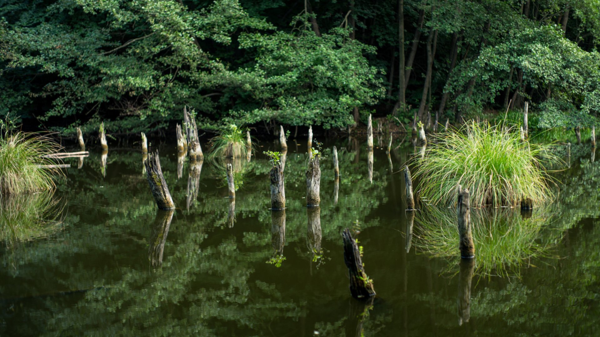 Még lehet szavazni Magyarország legszebb erdejére! Még lehet szavazni Magyarország legszebb erdejére!