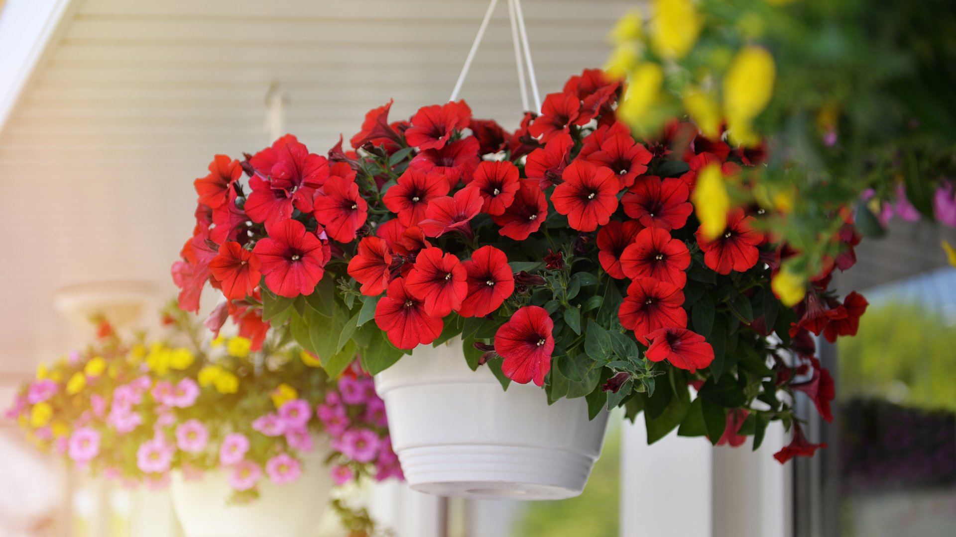 Petúnia gondozása egyszerűen: így nevelj káprázatosan szép petúniákat