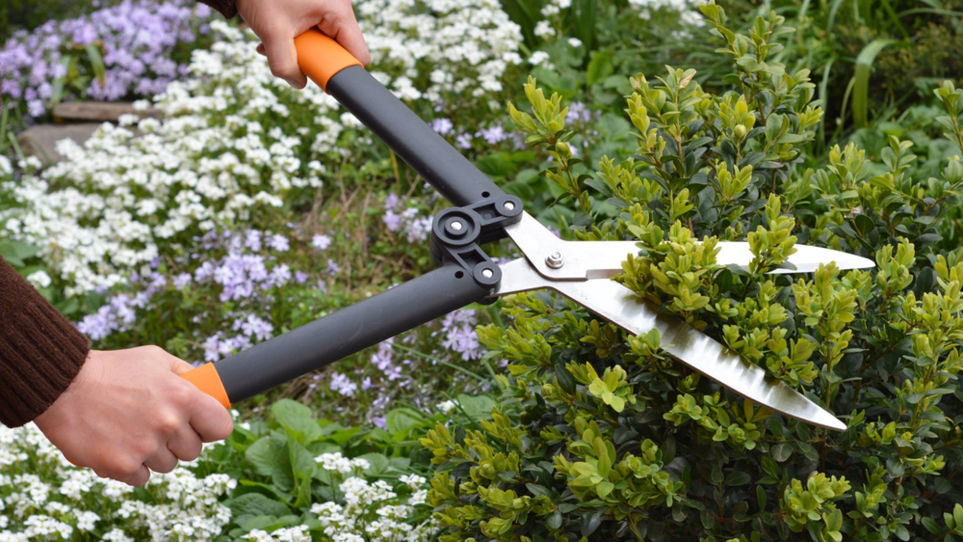 5 tipp a sövények nyári gondozásához, amik aranyat érnek a kánikulában