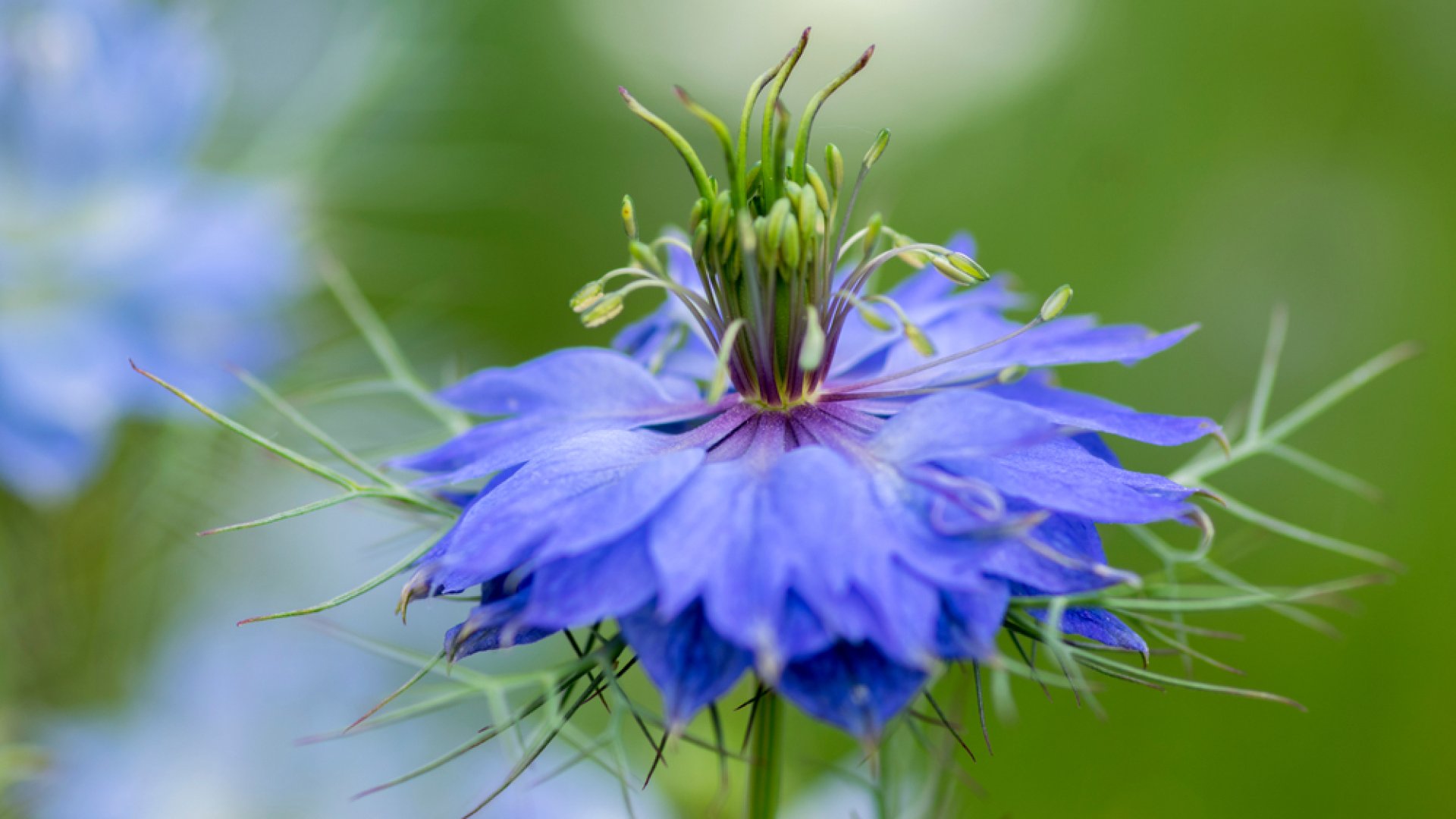 Ismerd meg te is a méltatlanul elfeledett borzaskata virágot