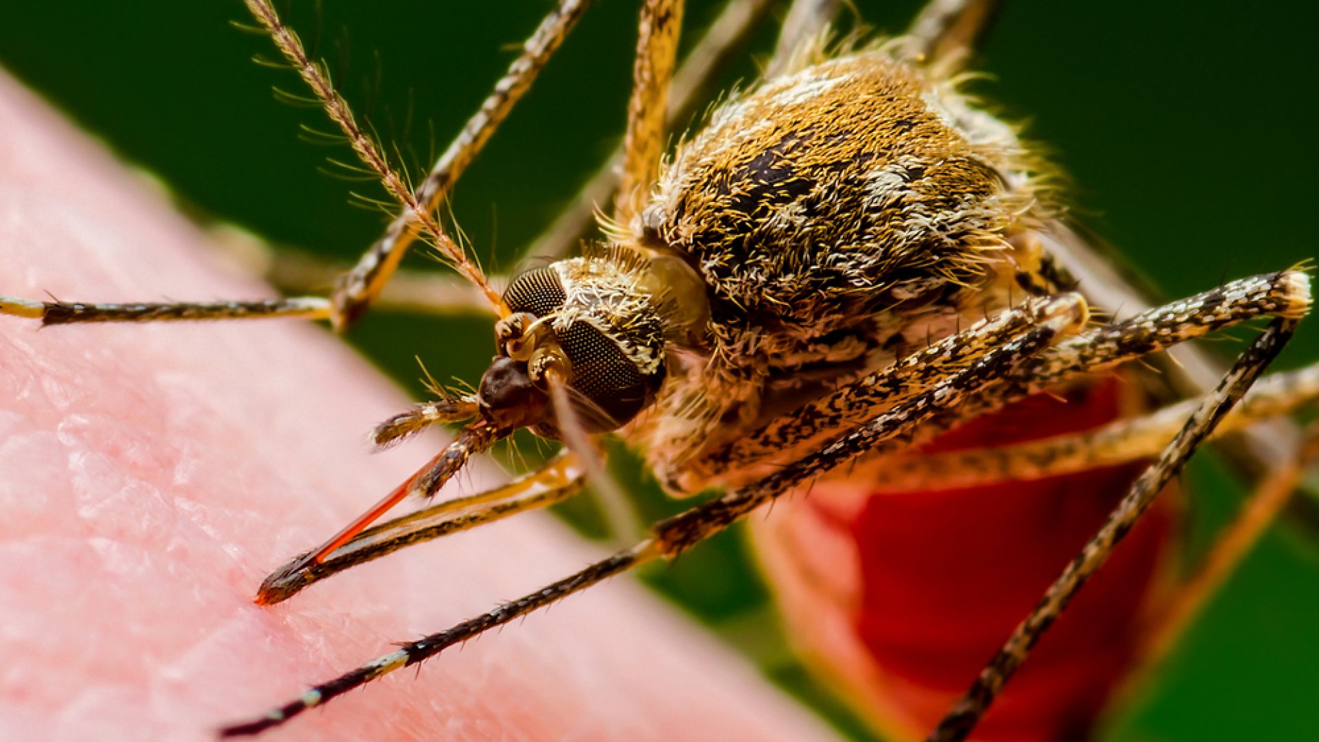 Genetikailag módosított szúnyogokat engednek szabadon Zágrábban a természetes állomány elpusztítására Genetikailag módosított szúnyogokat engednek szabadon Zágrábban a természetes állomány elpusztítására