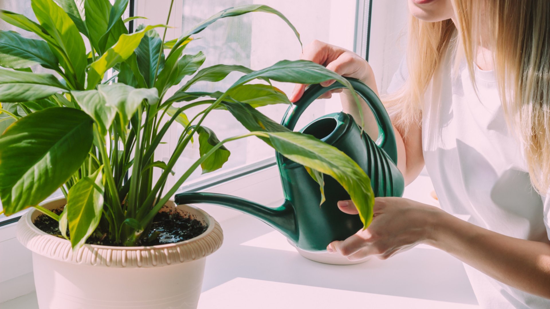 A szobanövényekre is gondoljunk nyáron: így gondozd őket megfelelően!