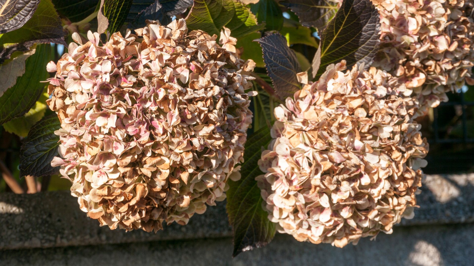 Barnul a hortenzia virága és levele? 3 oka lehet!