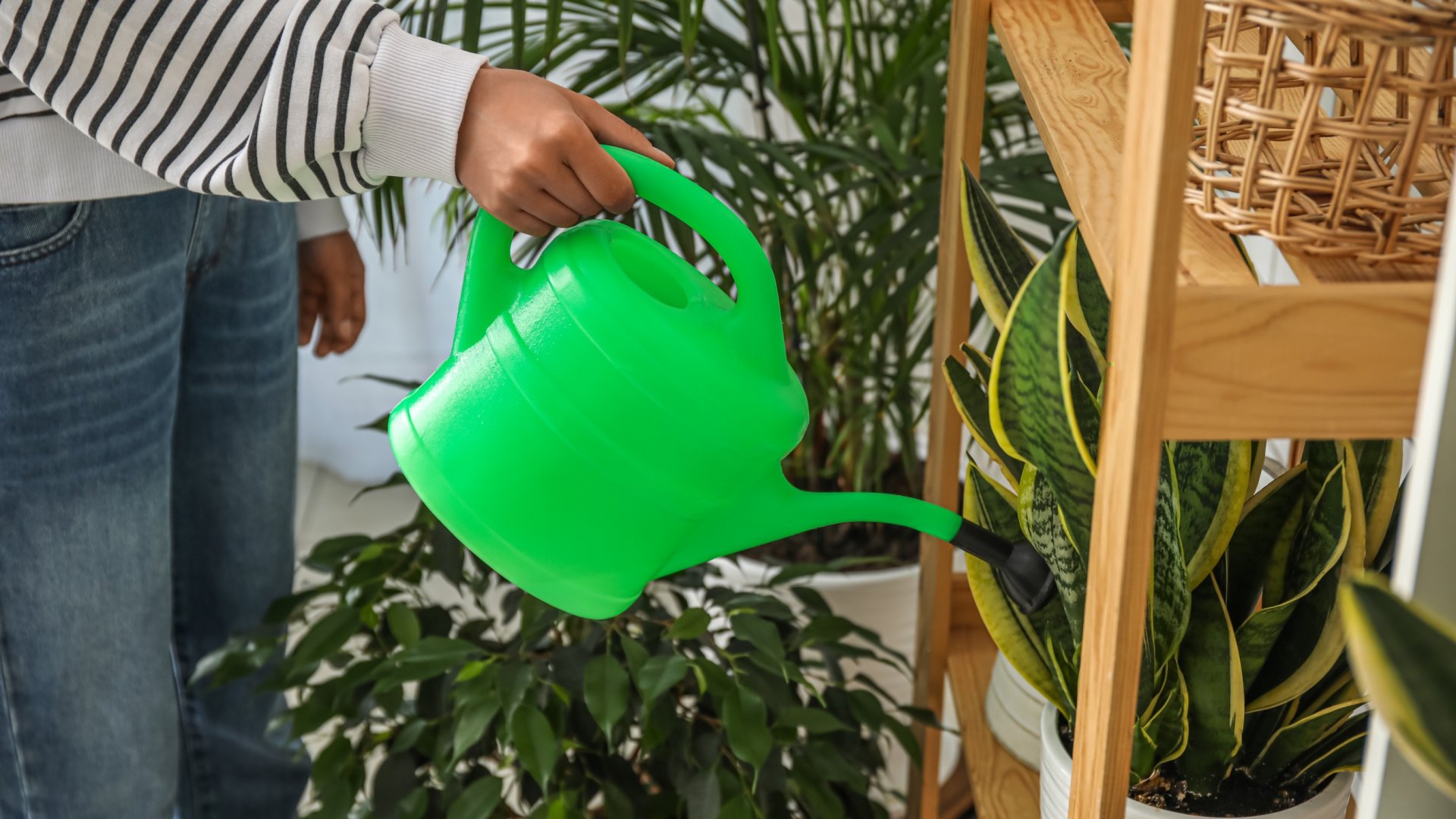 Mikor kell öntözni a zöldikét? Ez a kedvenc szobanövényünk gondozásának titka