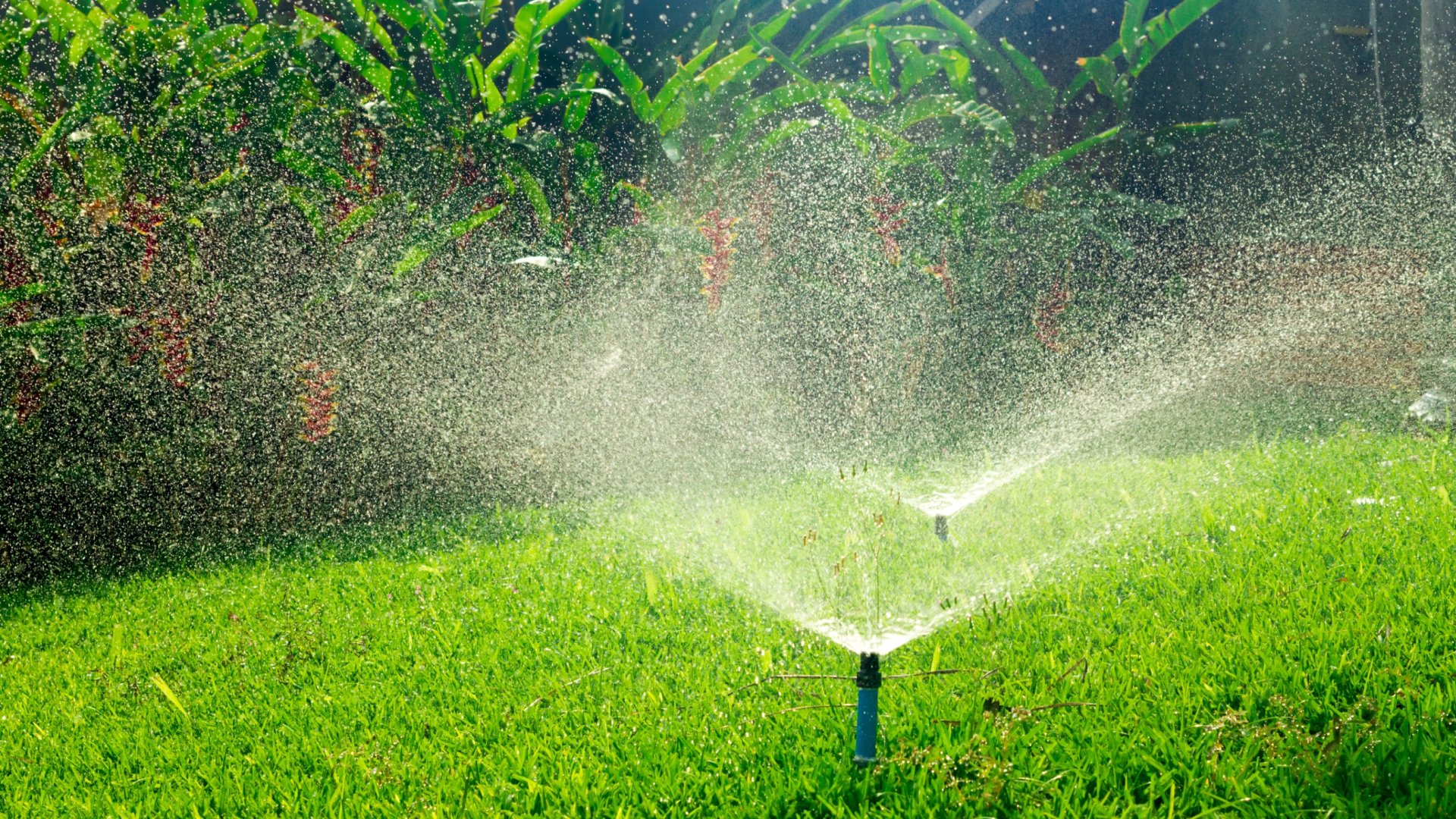 Jó ötlet a növények éjszakai öntözése? Akár tönkre is teheted vele őket!