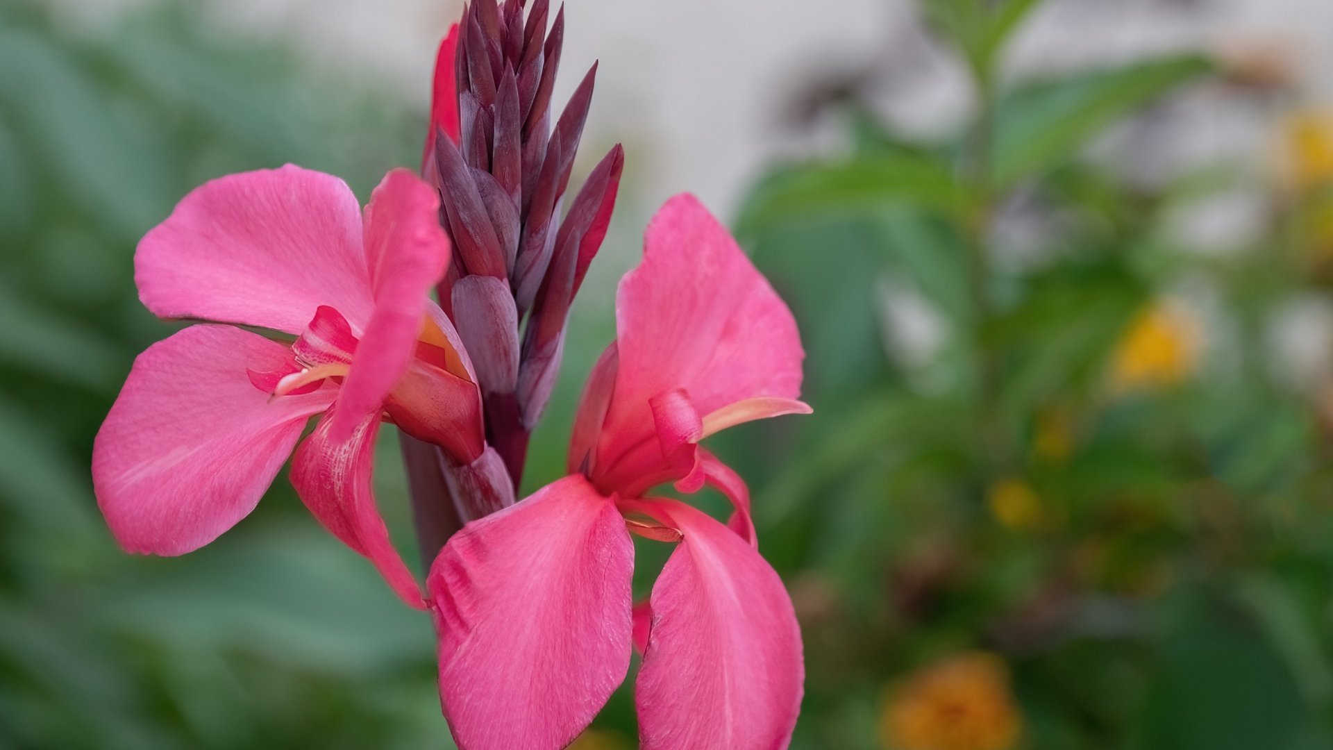 Hogyan kell metszeni a canna liliomot – Így fog egész szezon alatt virágozni