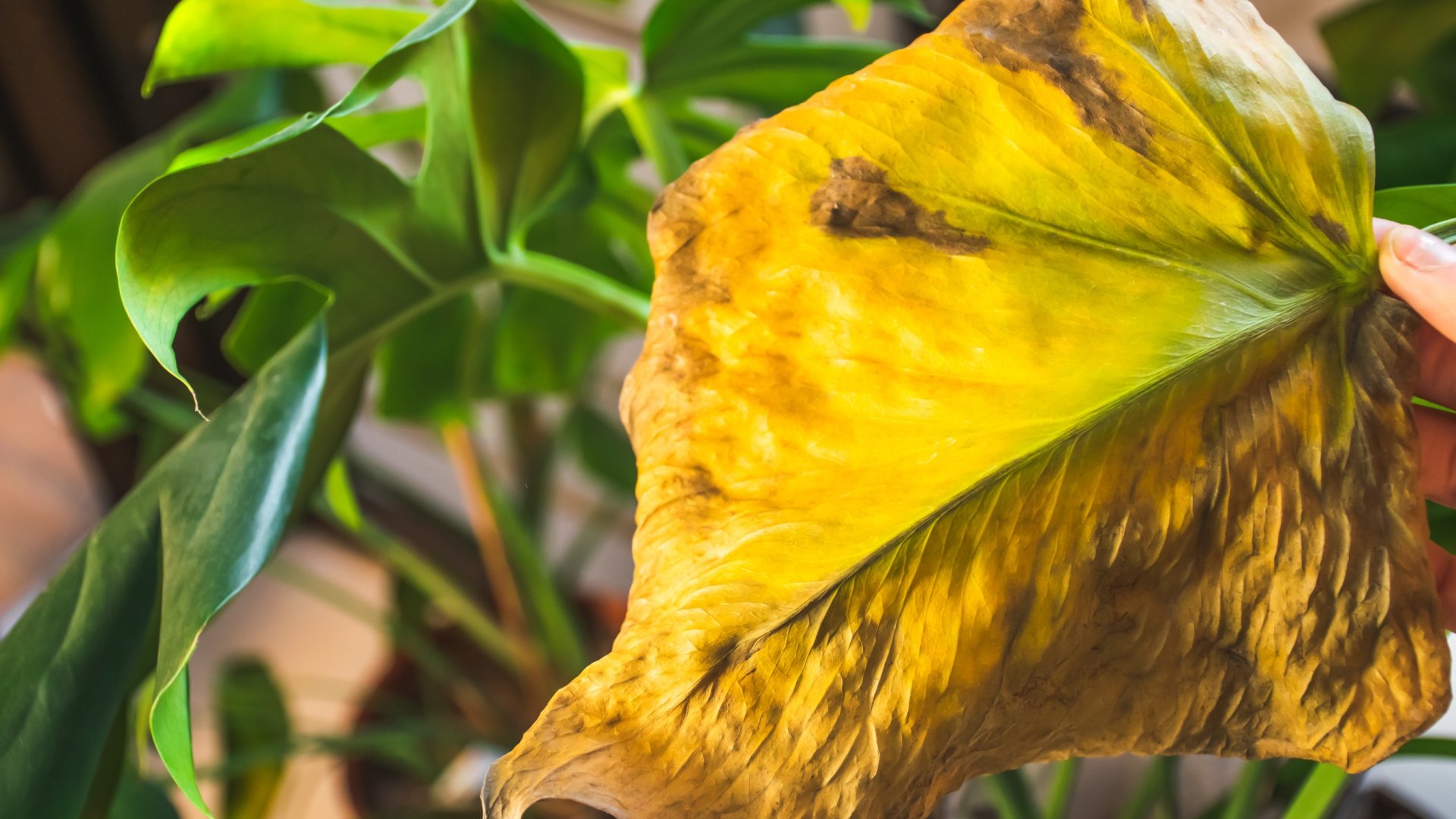 A kültéri növények túlöntözése megölheti őket – 6 gyakori jel, hogy túl sok vizet adsz nekik