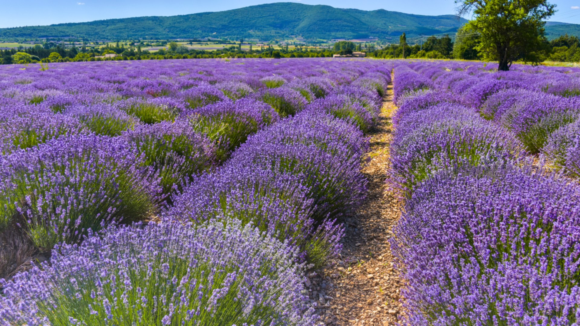  Ezek Magyarország legszebb levendulamezői, amiket látnod kell idén nyáron