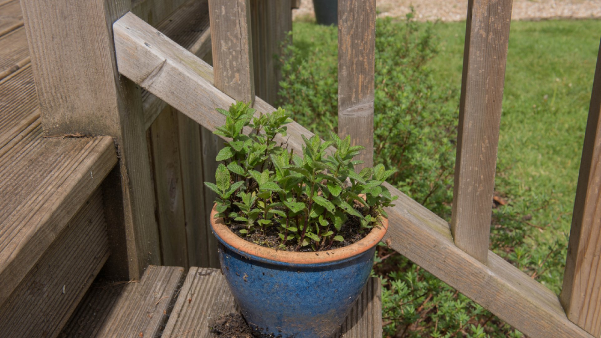Legjobb gyógynövények cserépbe 