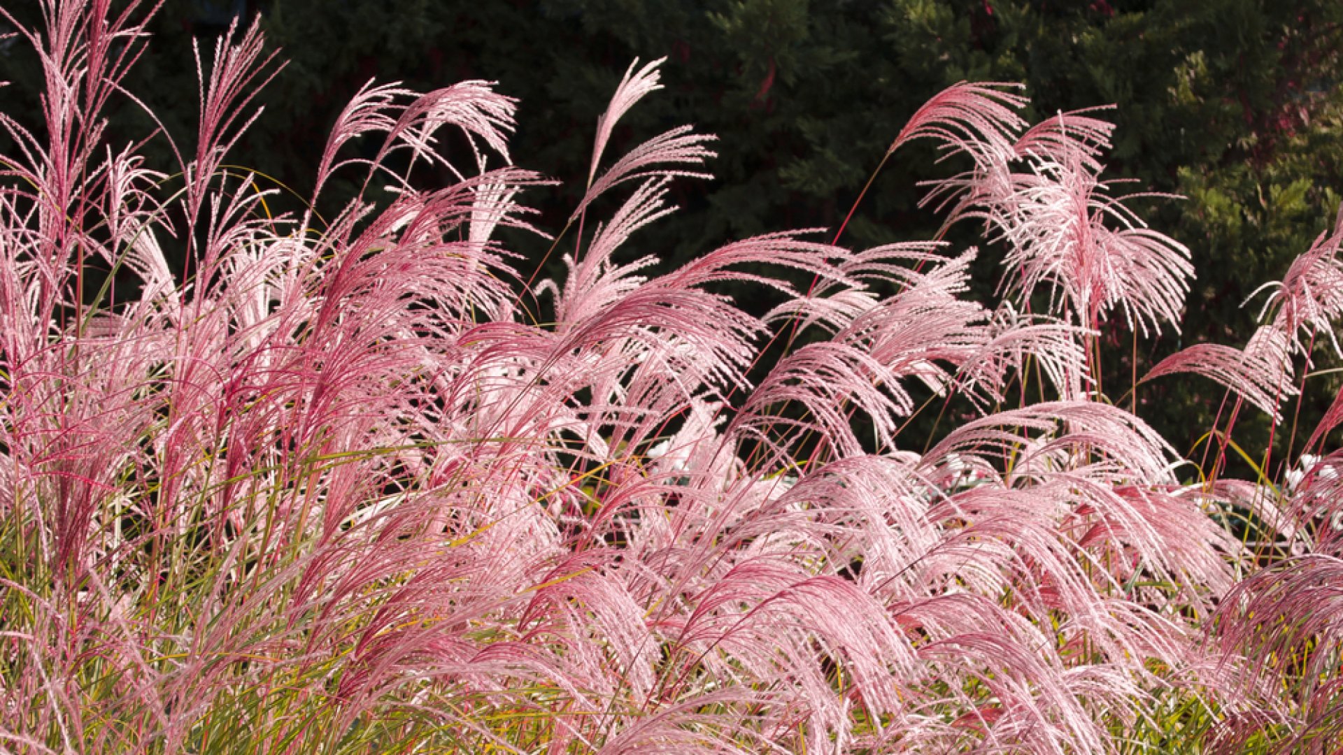 Rózsaszín pampafű (Cortaderia selloana) telepítése és gondozása
