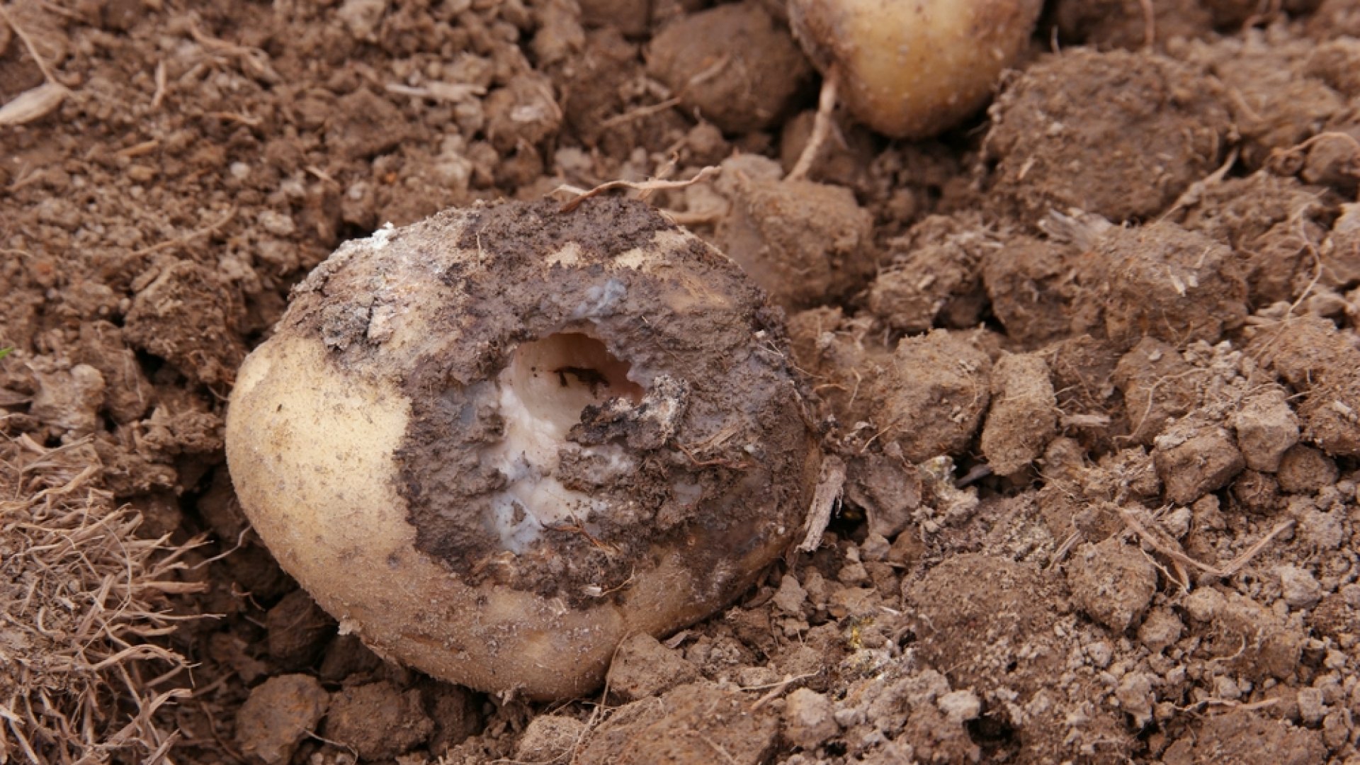  burgonya baktériumos hervadás oka