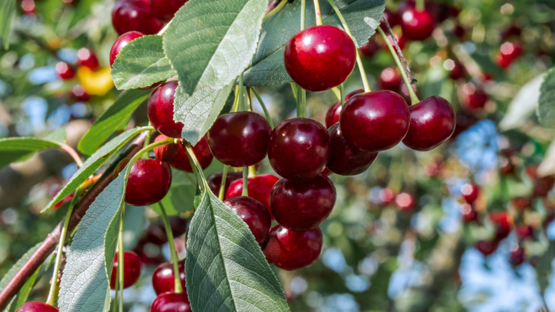 Ezzel a trükkel hetekig friss maradhat a cseresznye Ezzel a trükkel hetekig friss maradhat a cseresznye